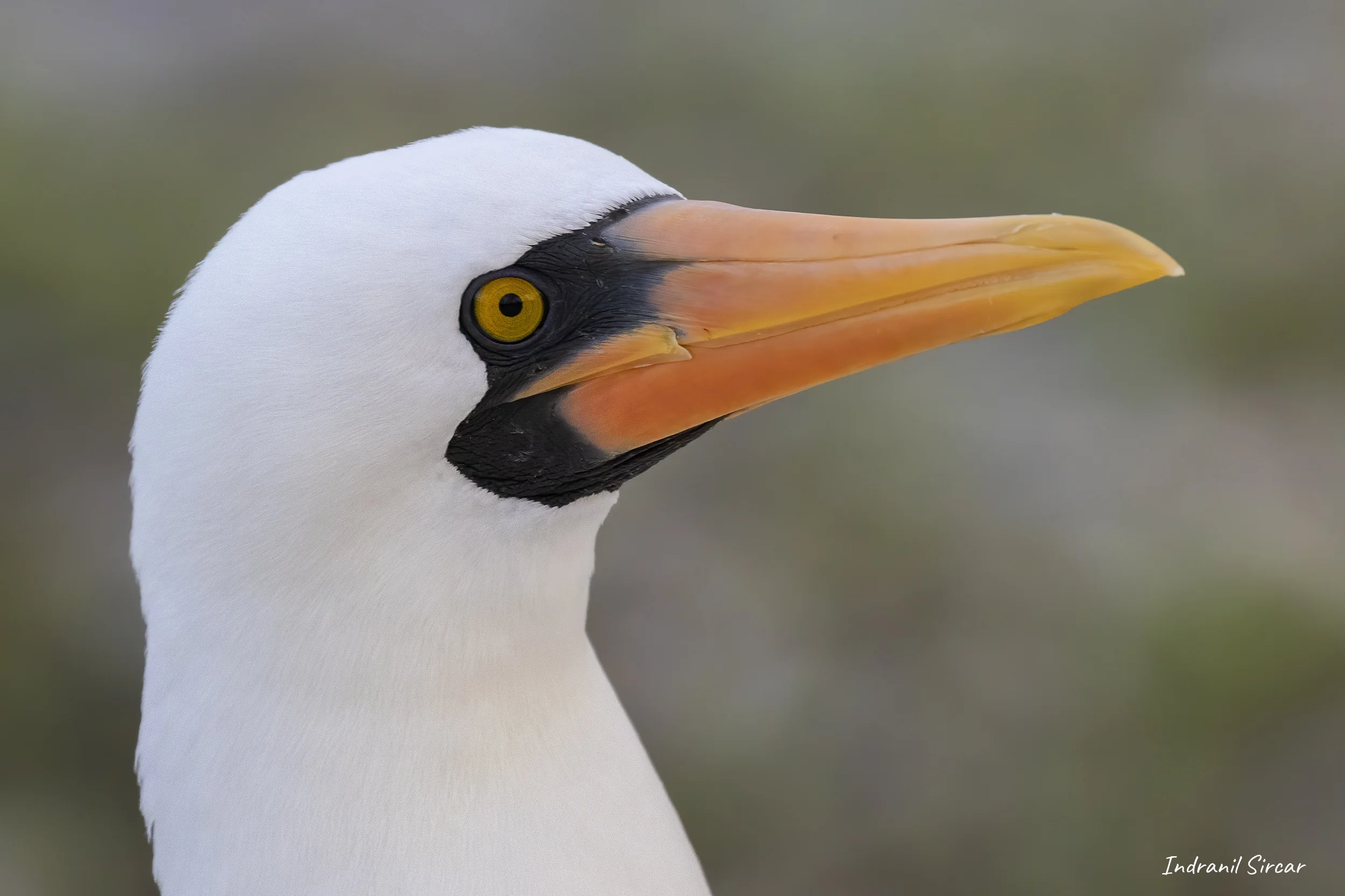 Portrait of a Nazca Booby