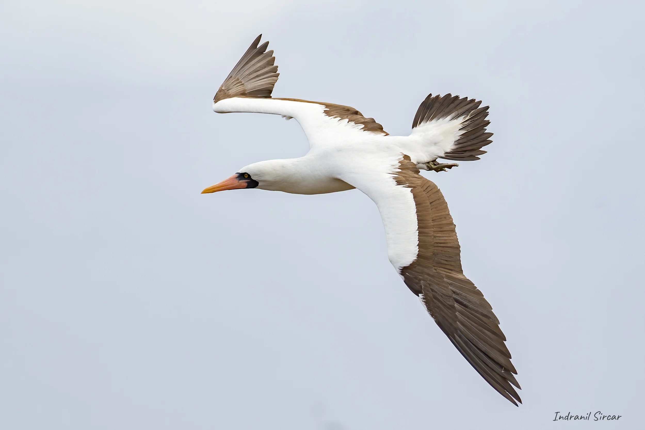 Nazca booby in flight