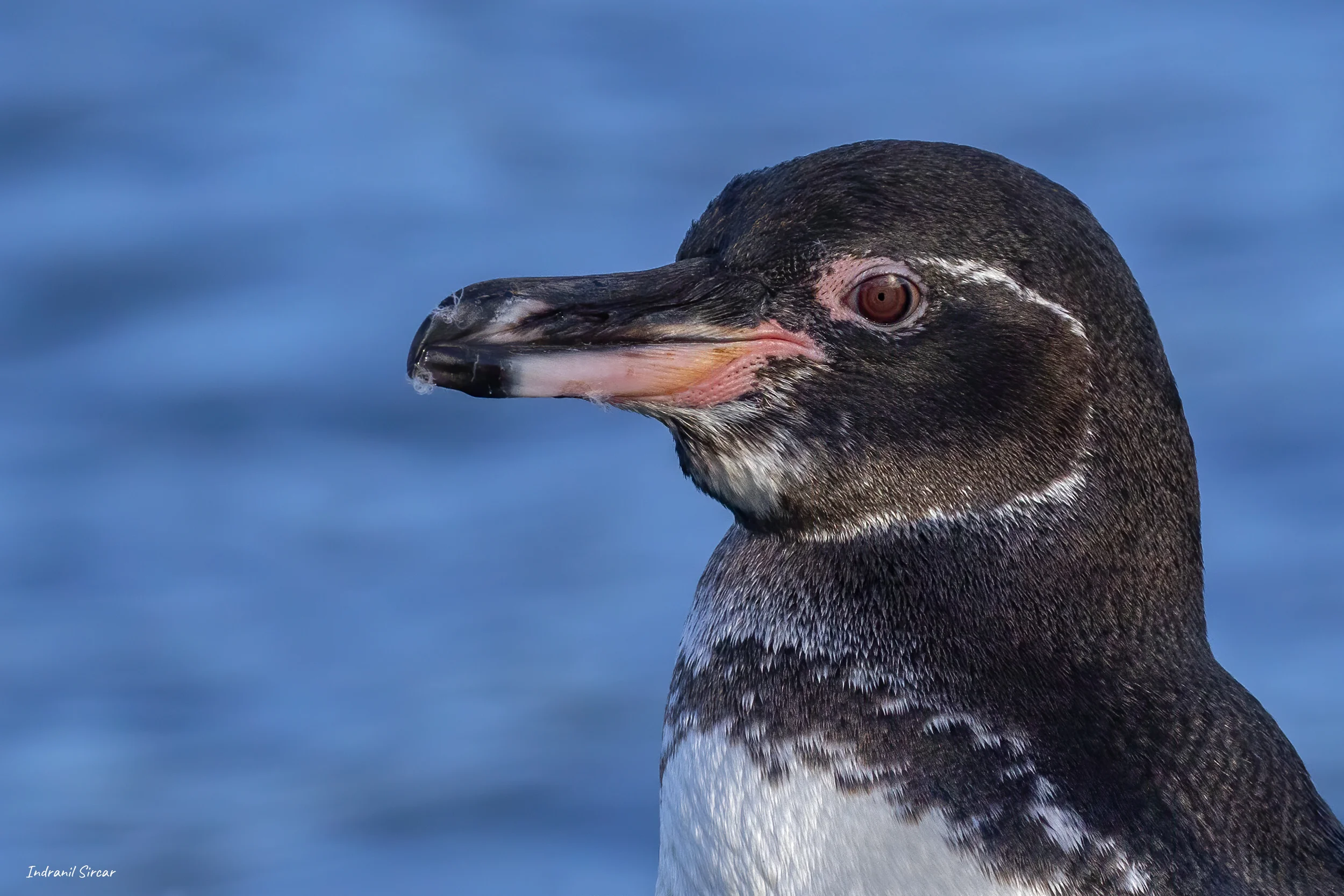 Galapagos Penguin