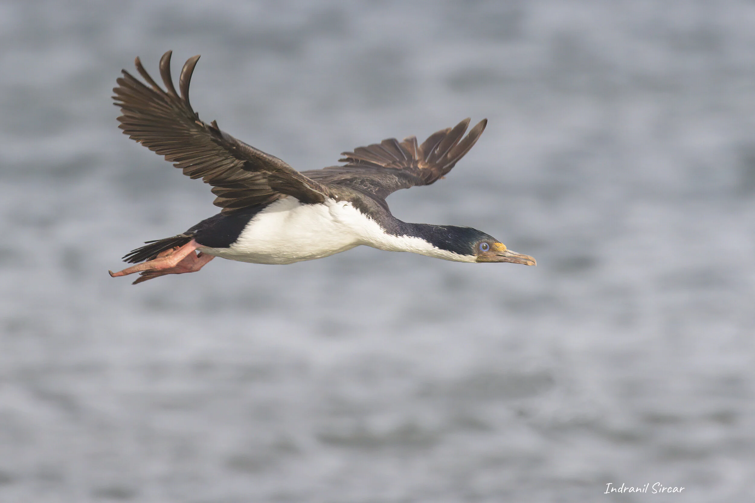 Imperial Shag, Punta Arenas, Chile