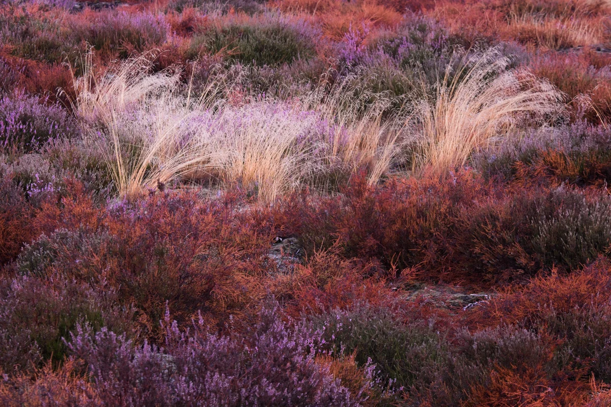  Nature's Magic Carpet