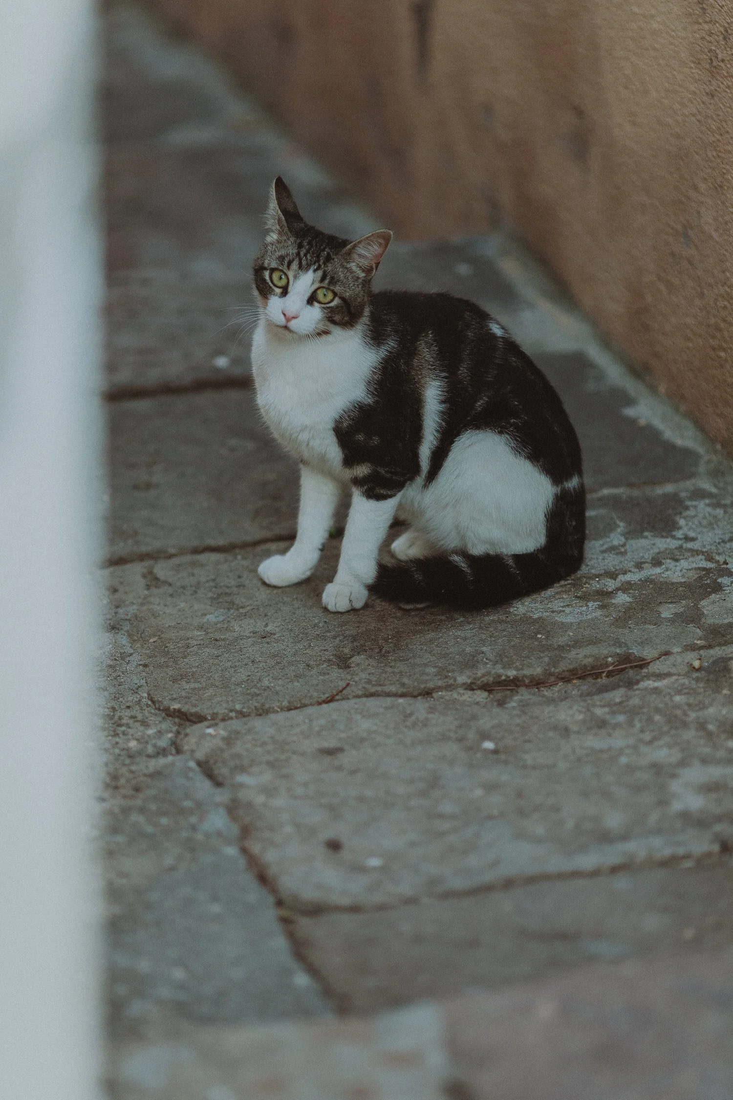 cats-drawing-room-squarespace-11.jpg