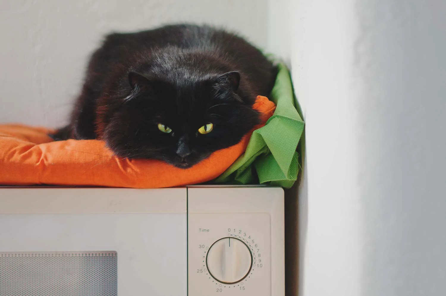 cats-drawing-room-squarespace-02-annie.jpg