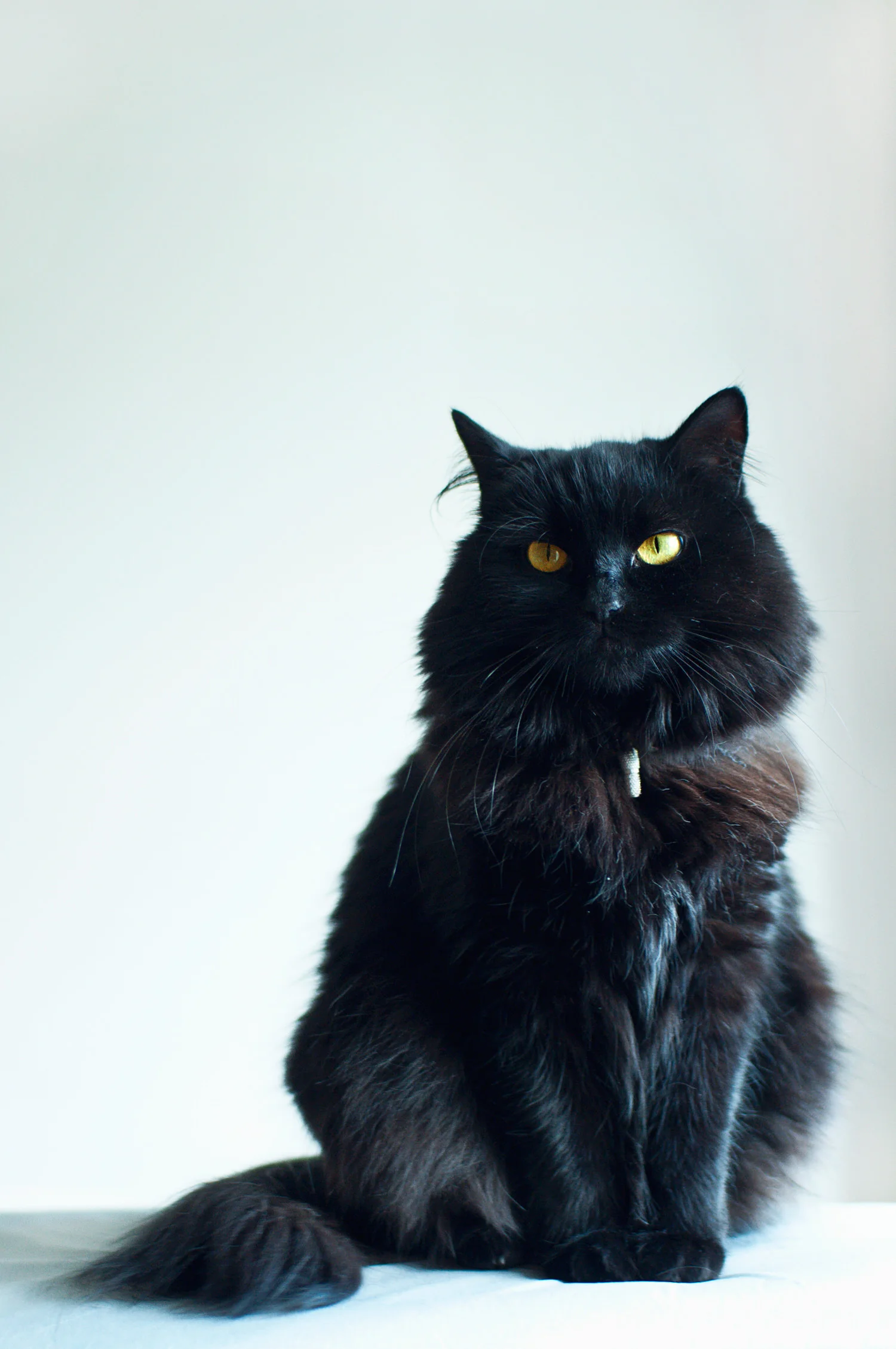 cats-drawing-room-squarespace-15-annie.jpg