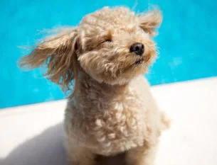 Poodle!