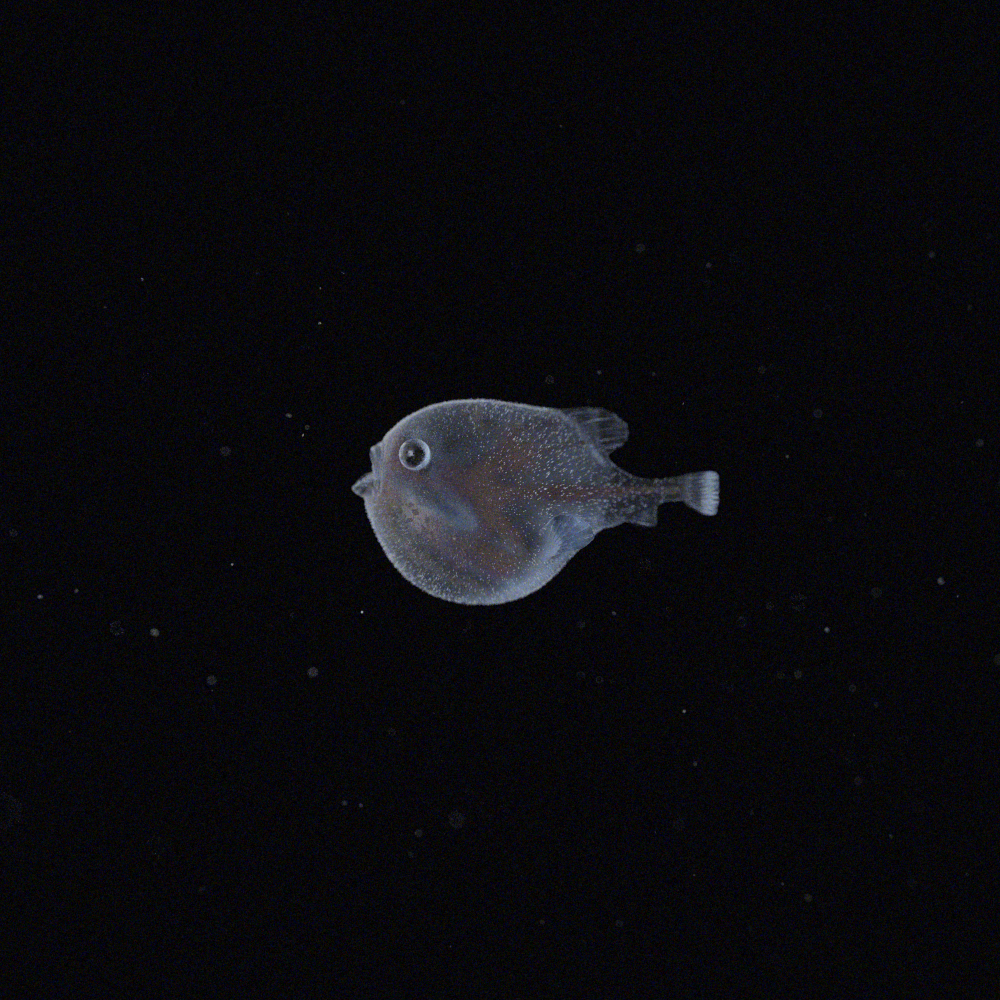 bloatfish_2.png