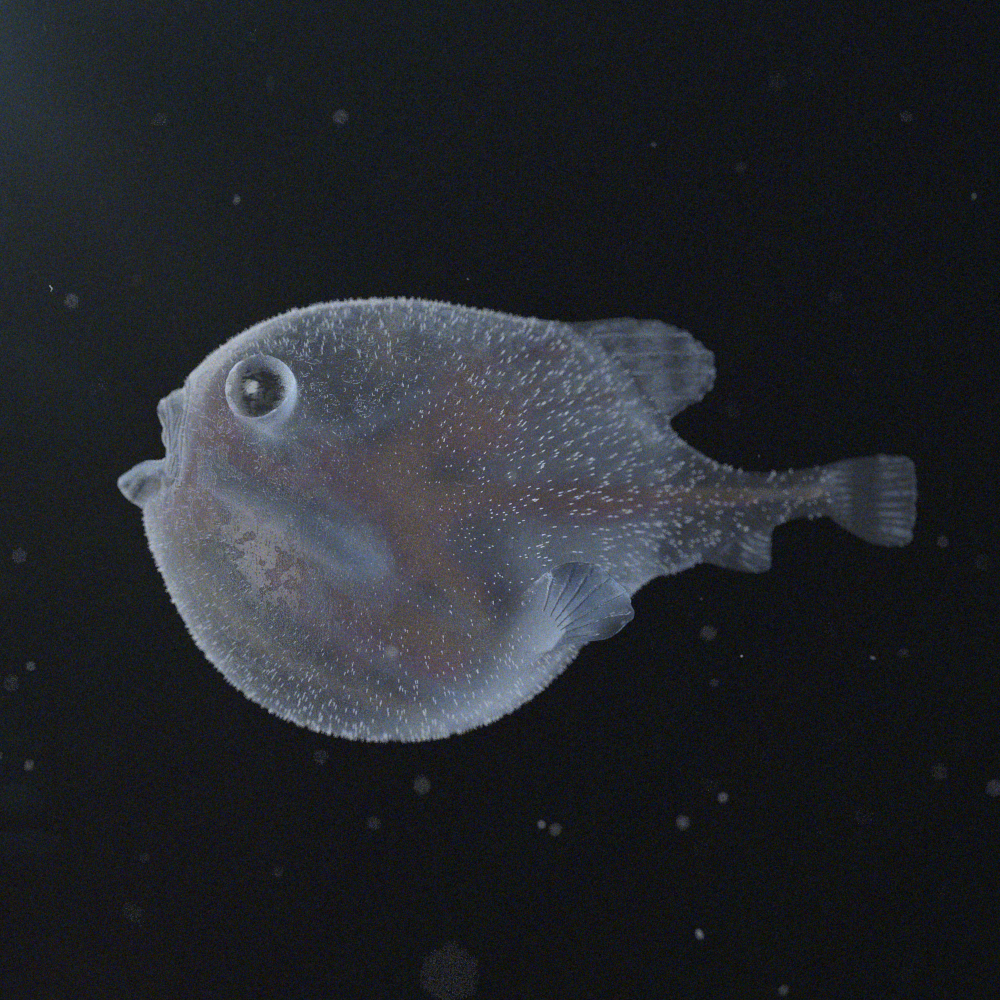 bloatfish_composite.png