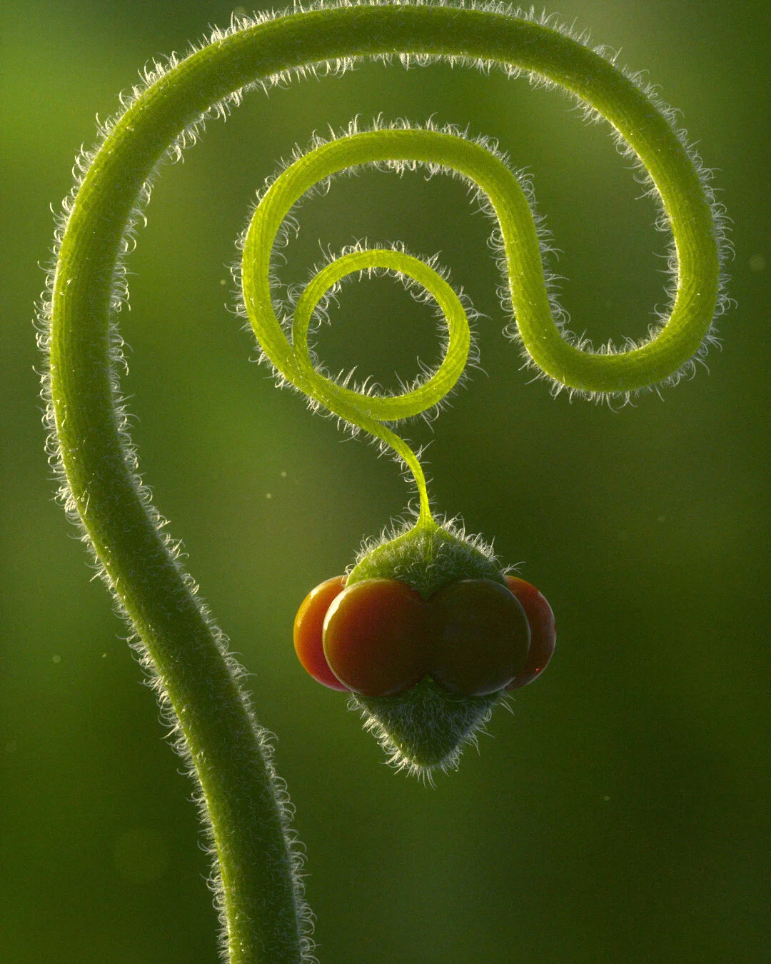 hanging_fruit_01.jpg
