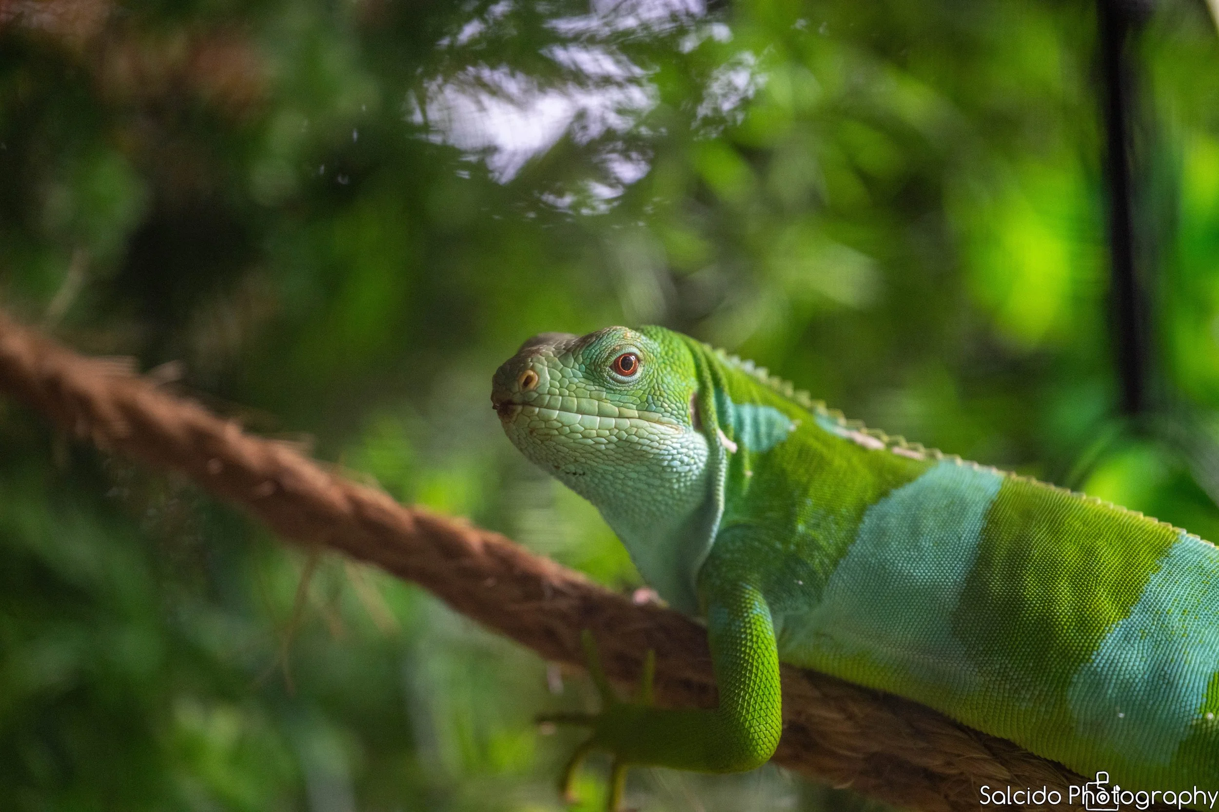 Plantasia Zoo