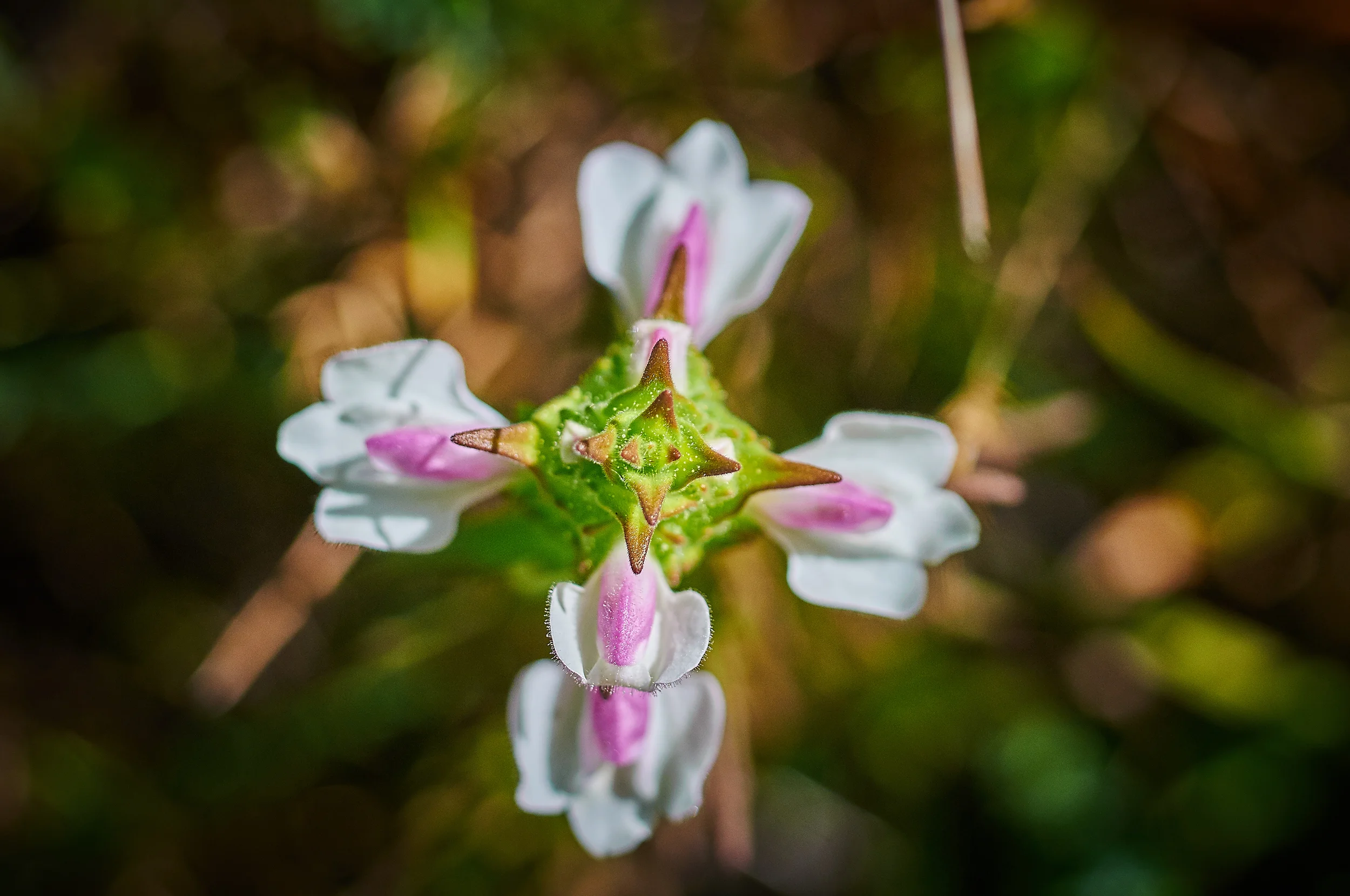 "Mediterranean Linseed"