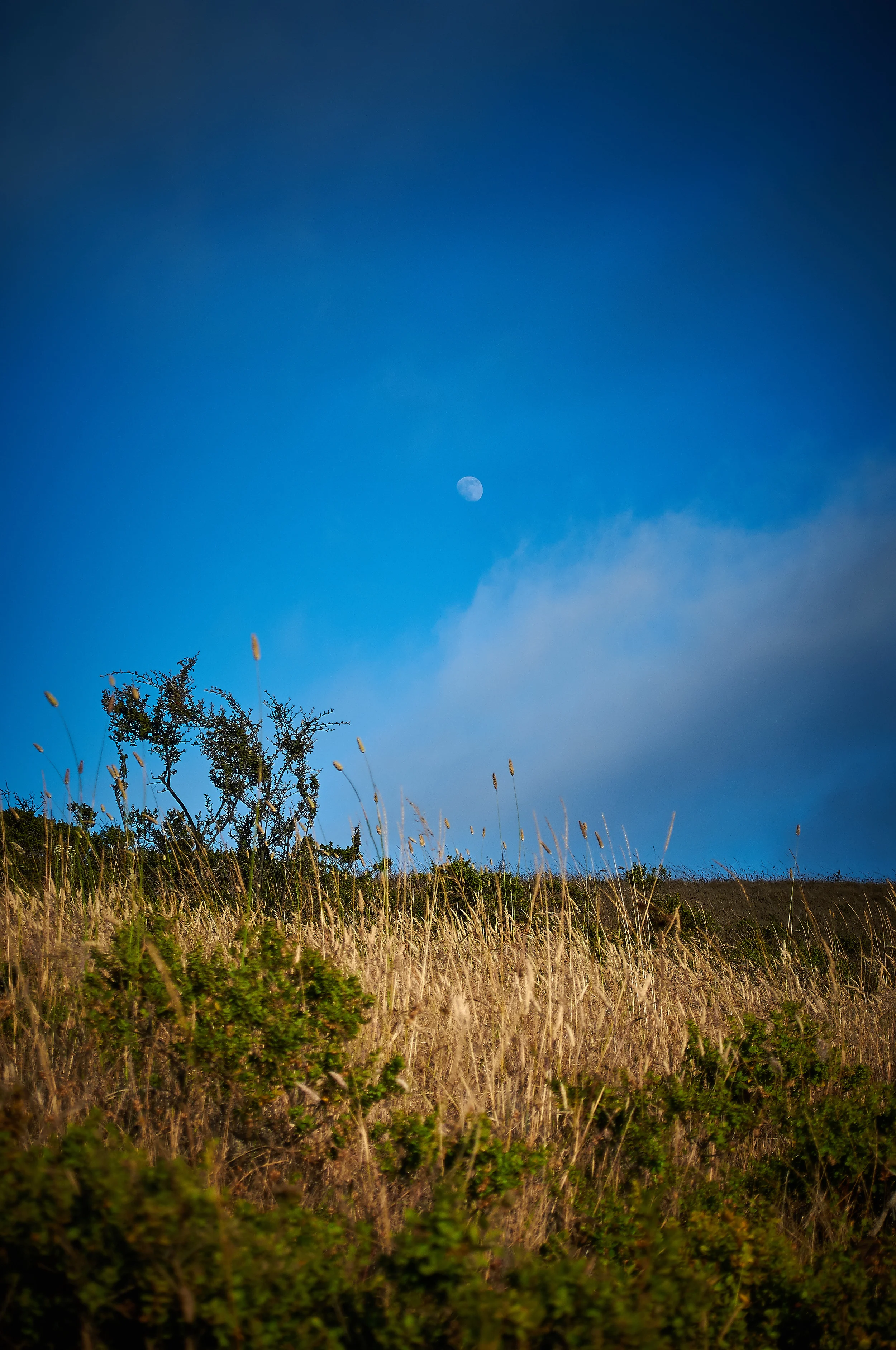 A gibbous moon hangs in the sky before sunset. Dias Ridge Trail Mt. Tamalpais, California D300 18mm- 55mm Nikon lens