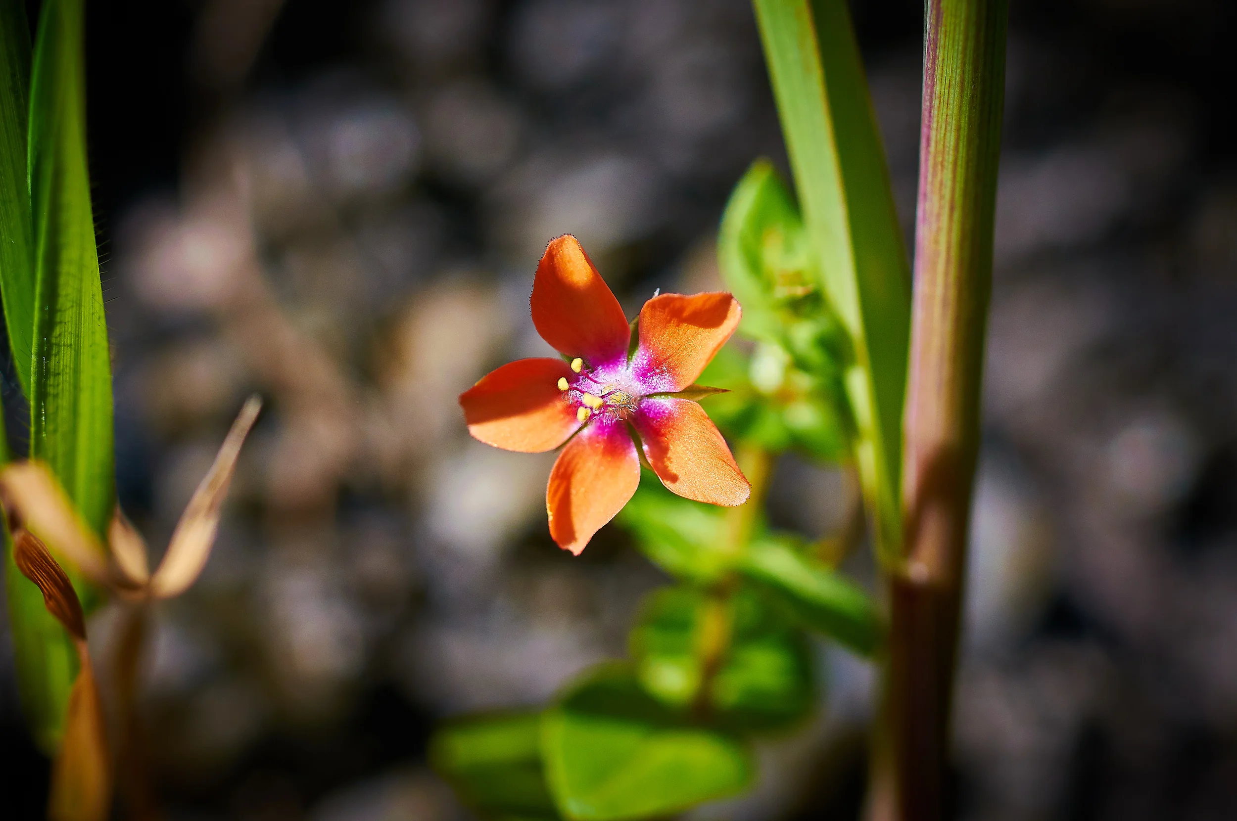 "Scarlet Pimpernel"