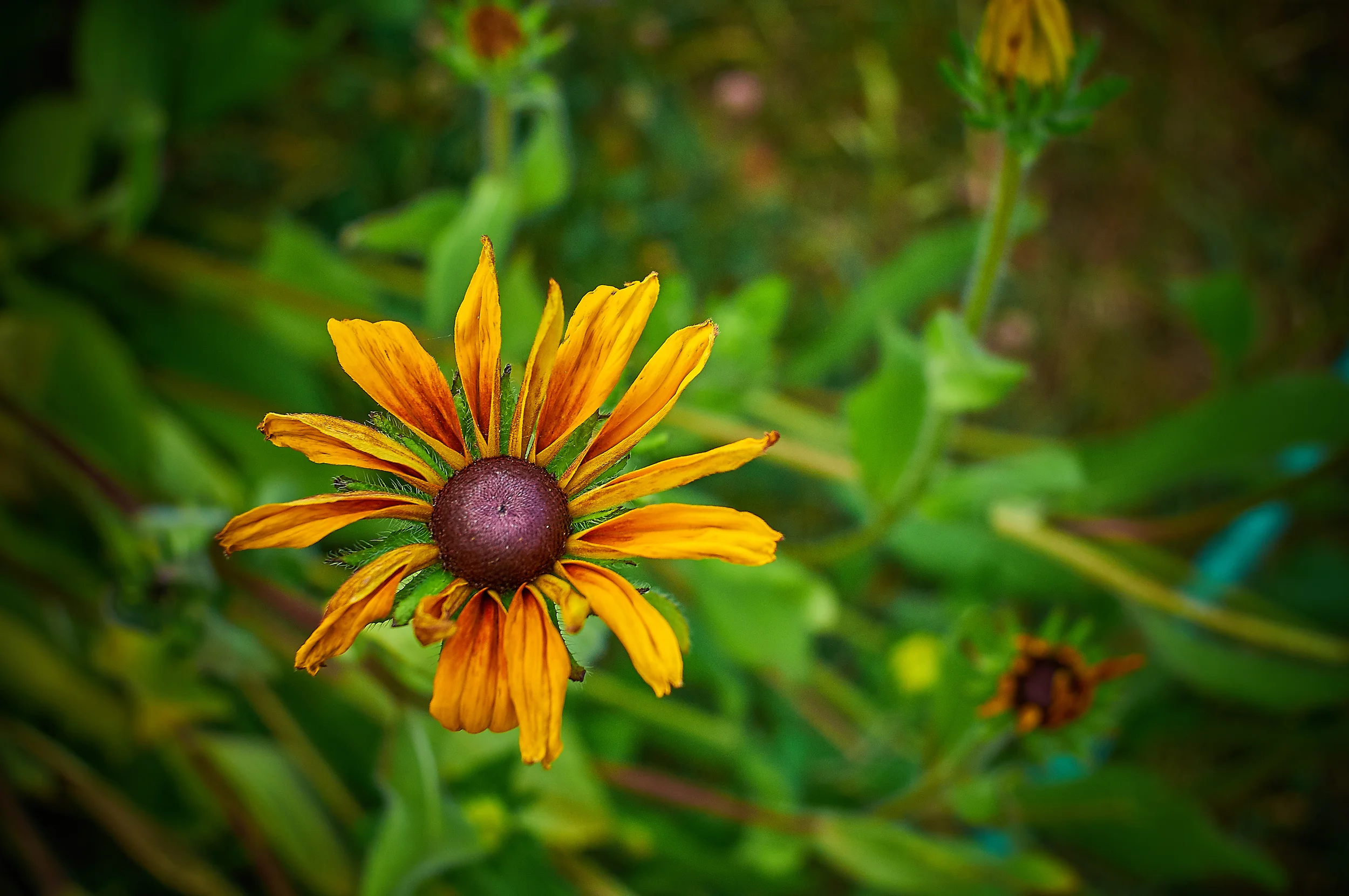 "Brown Eyed Susans"