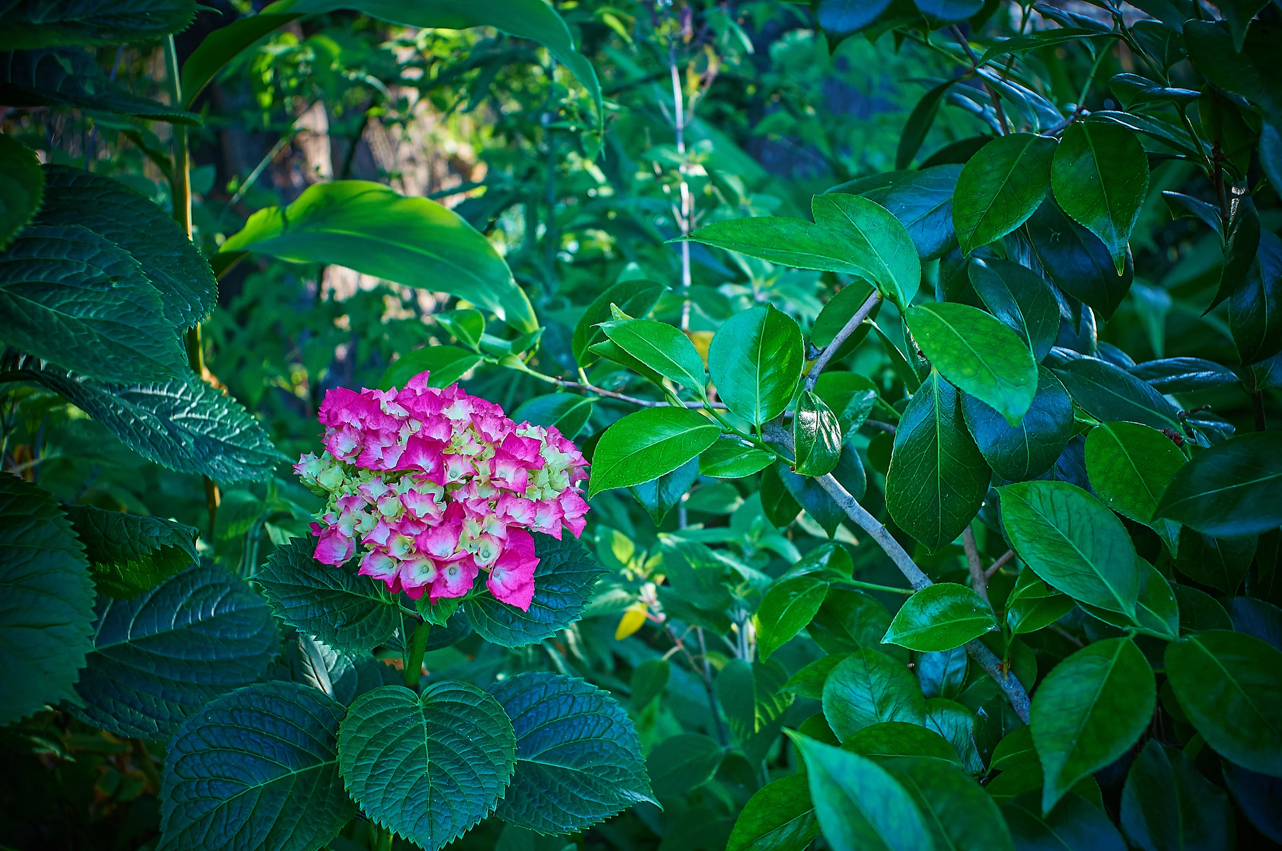 "Hydrangeas"