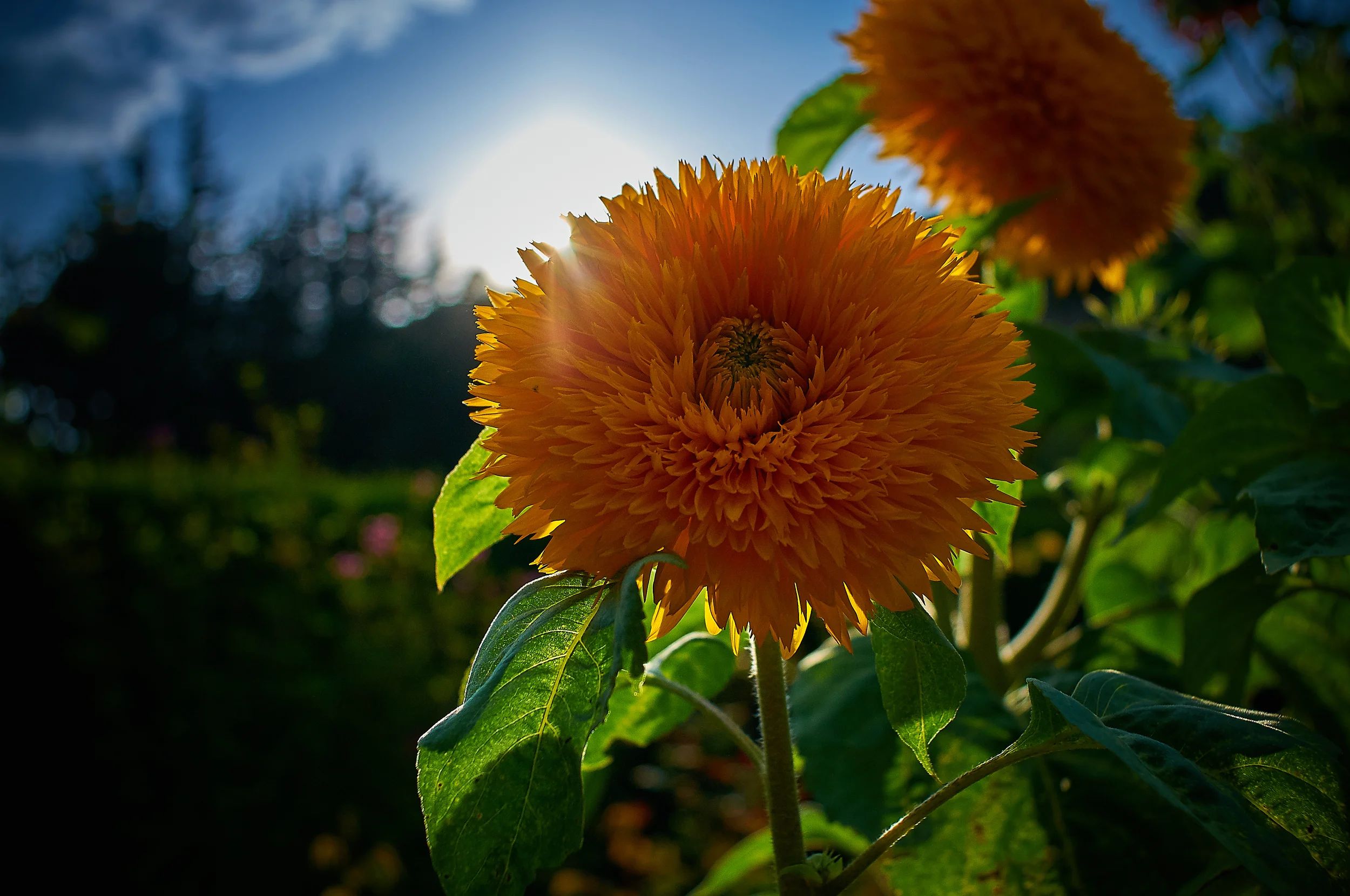 "Annual Sunflower"