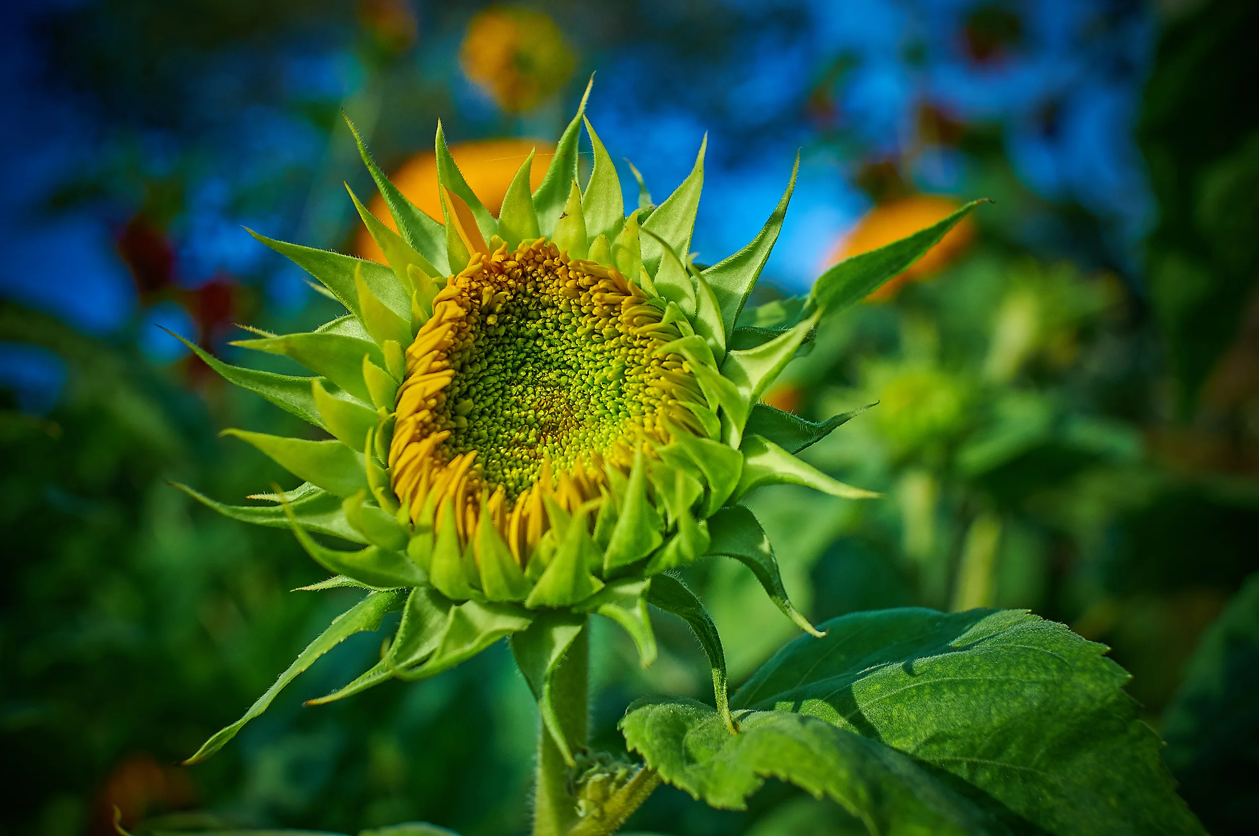"Annual Sunflower"