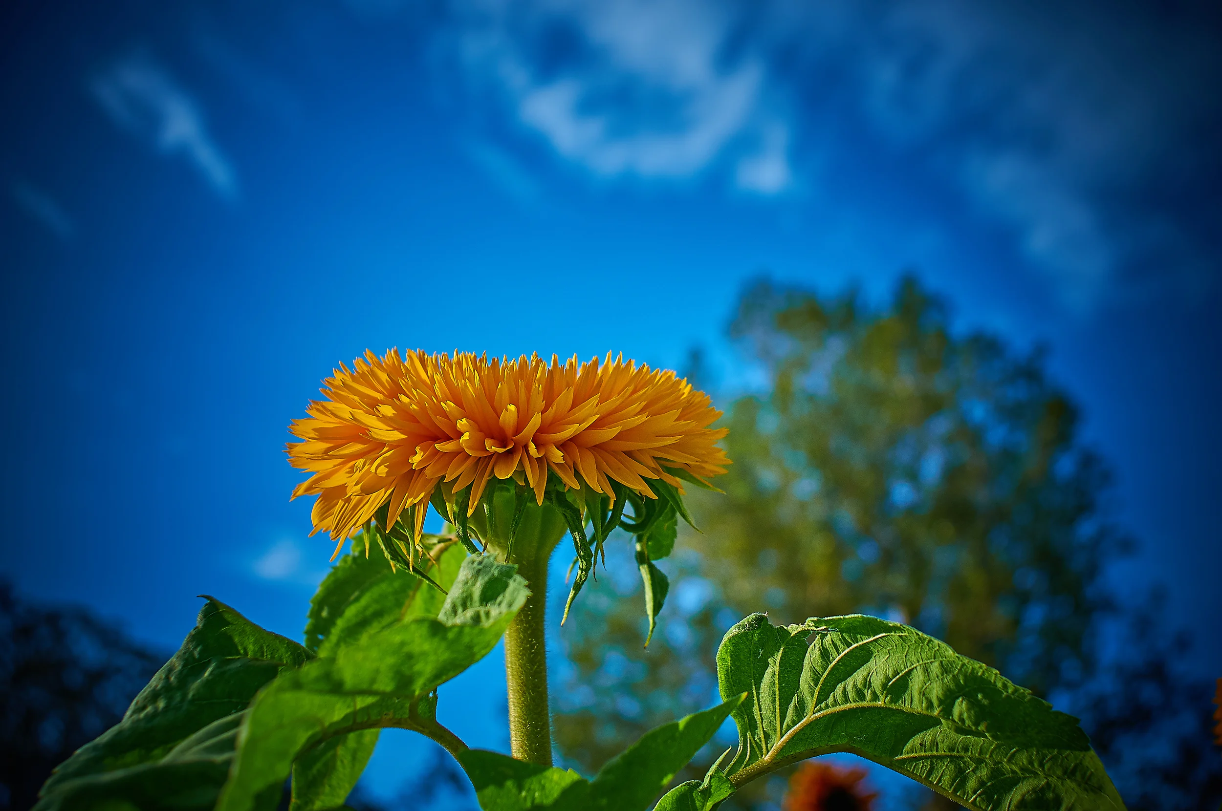 "Annual Sunflower"
