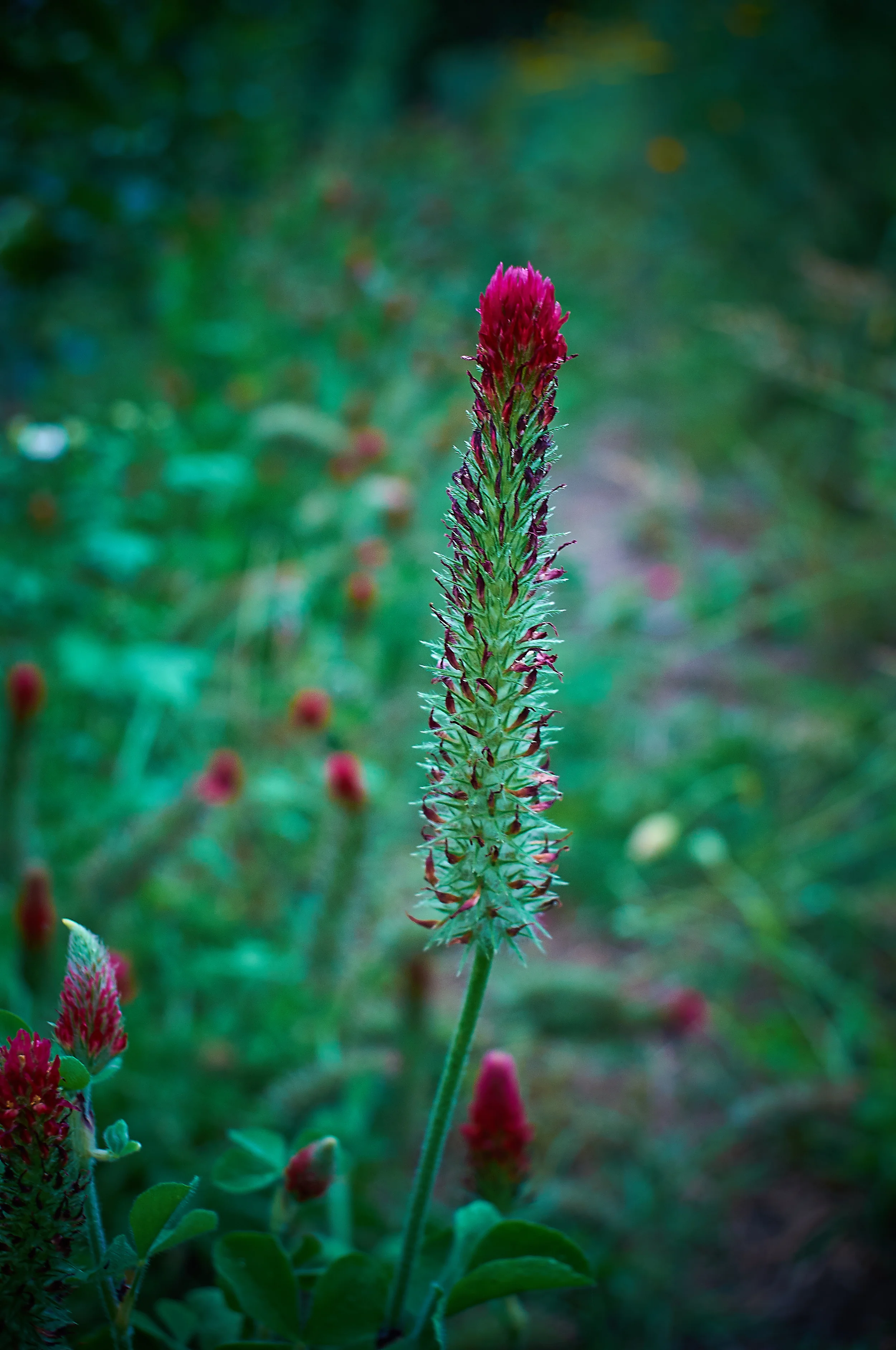 "Narrowleaf Crimson Clover"
