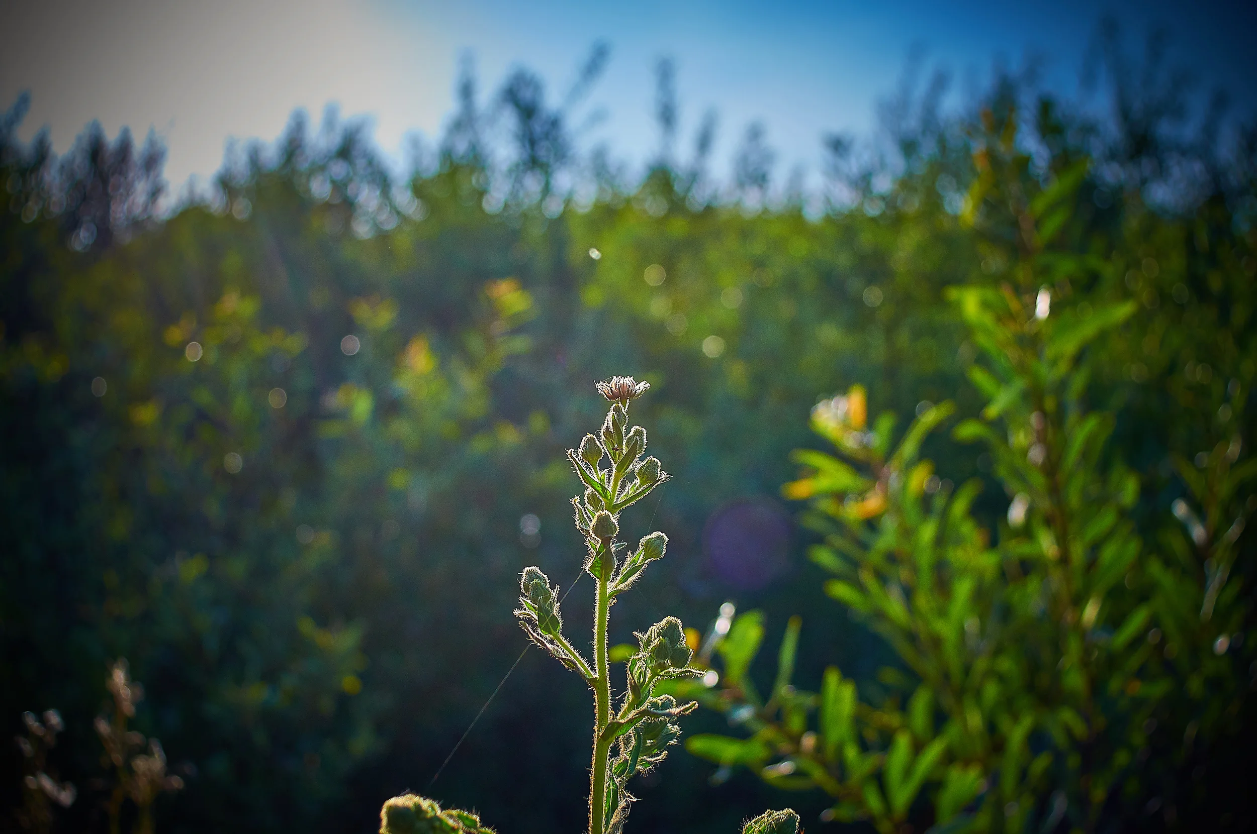 Muir Beach California D300 28mm Nikon len