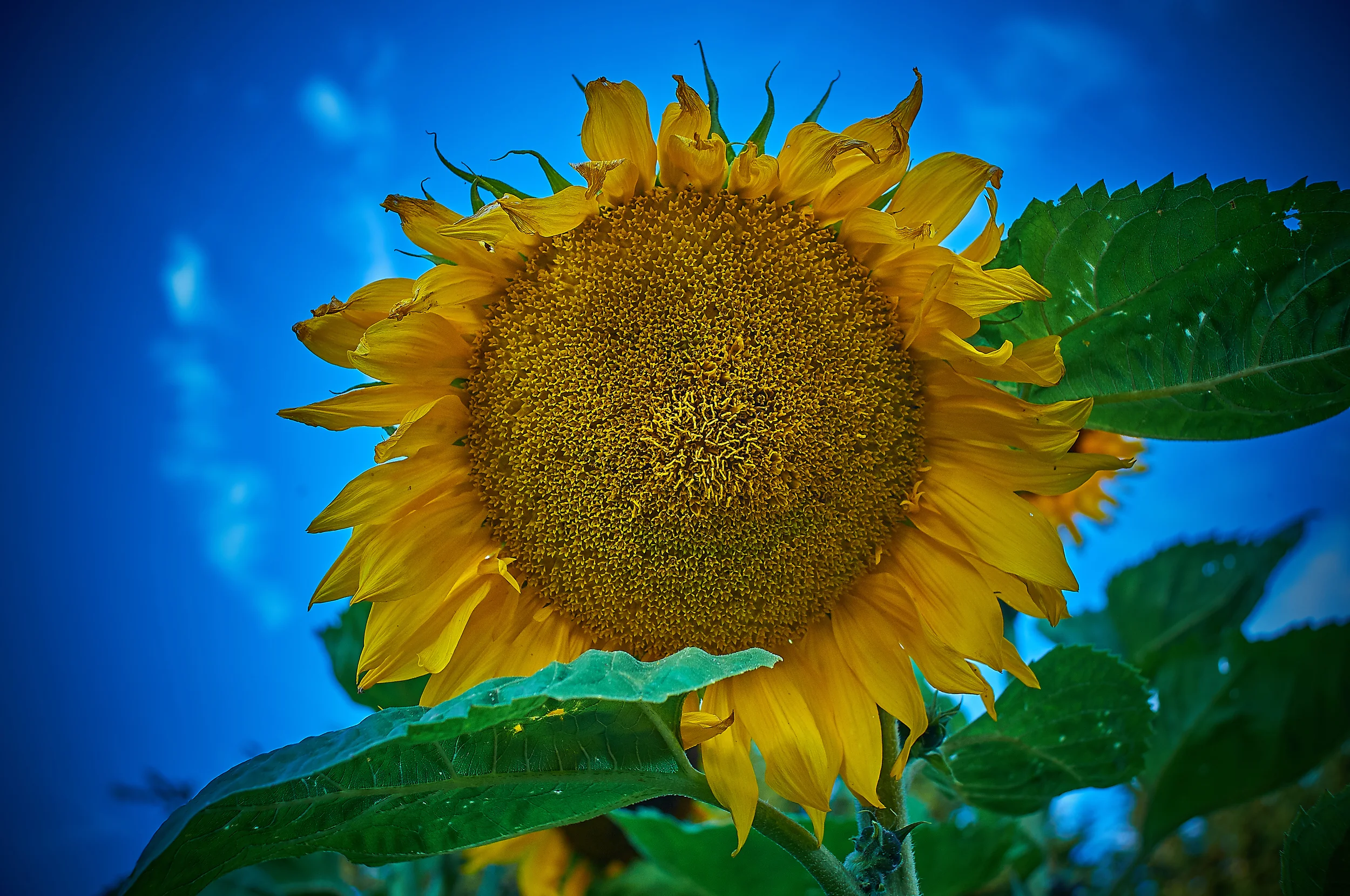 "Annual Sunflower"
