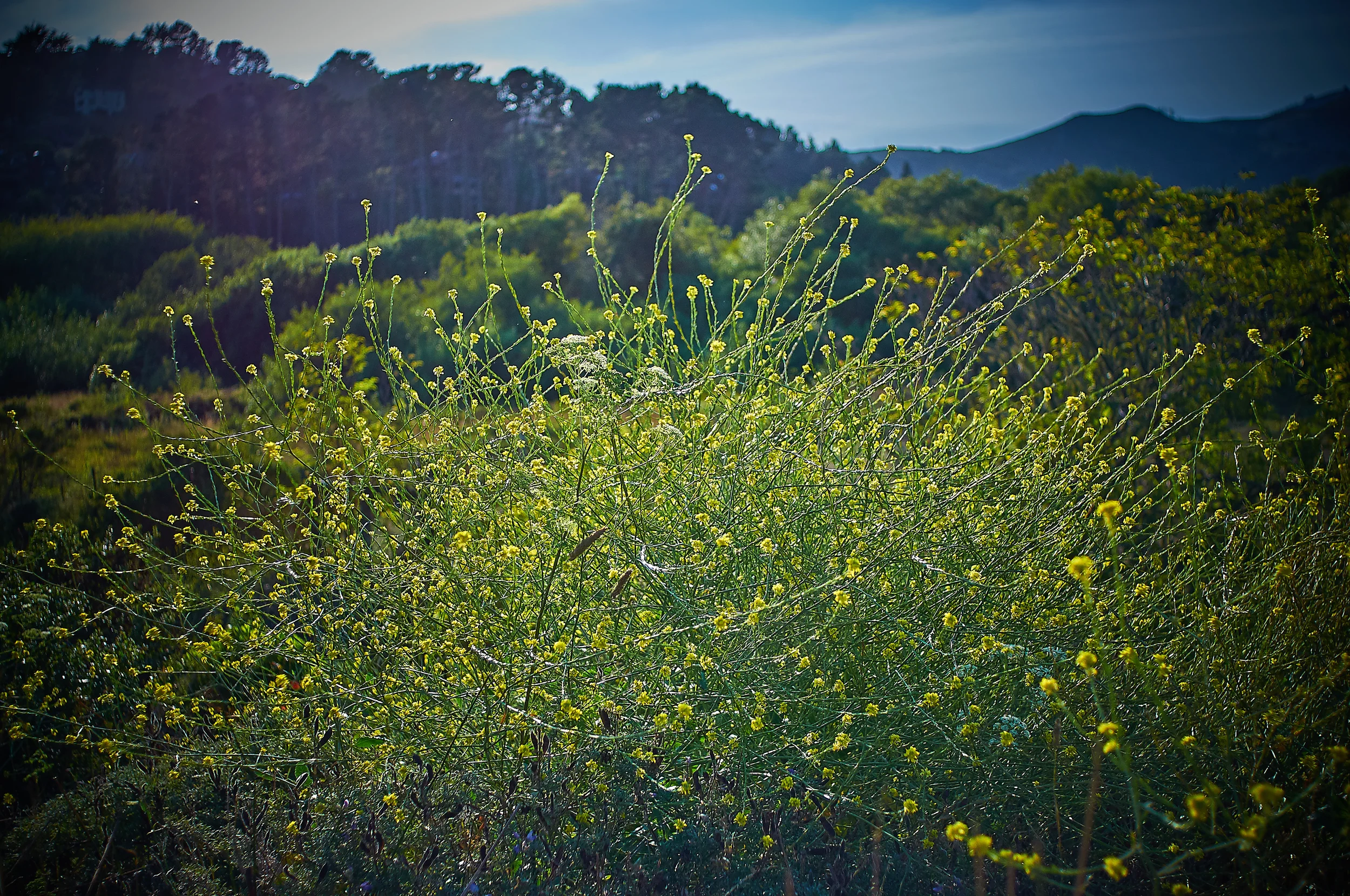 "Indian Hedge Mustard"