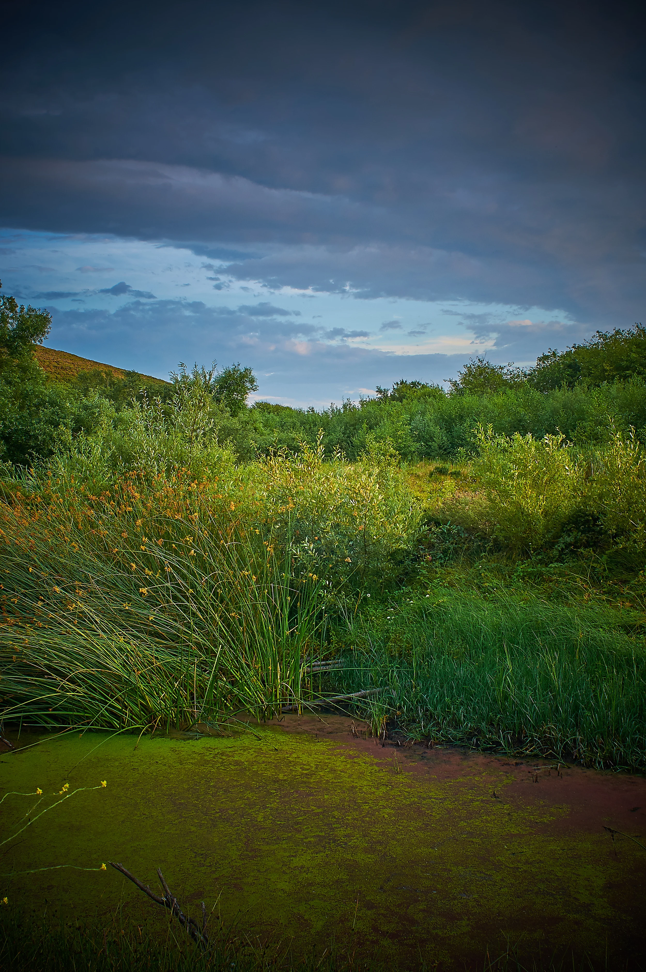 "Duck Pond"