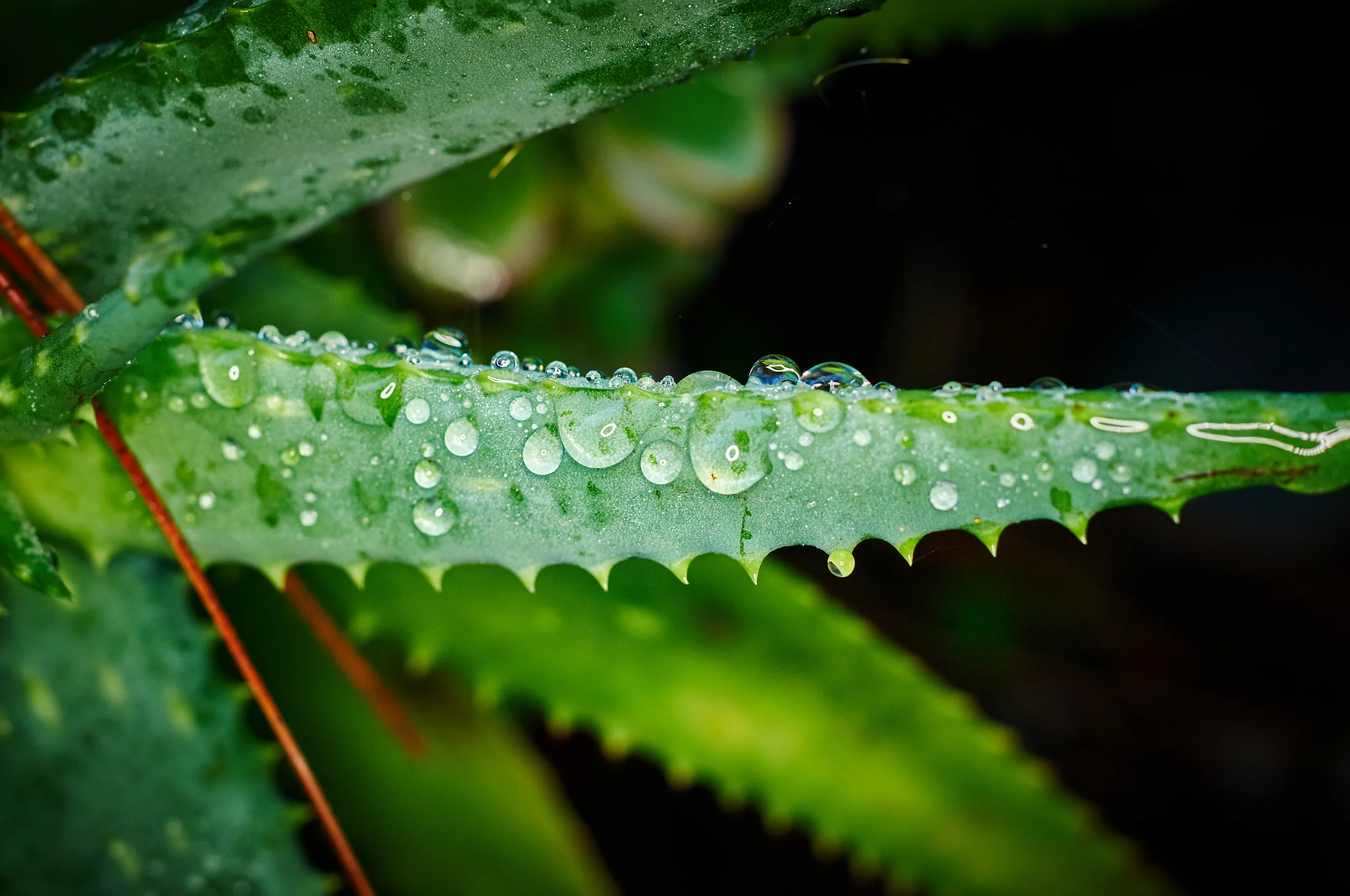 "Dew on Succulent"