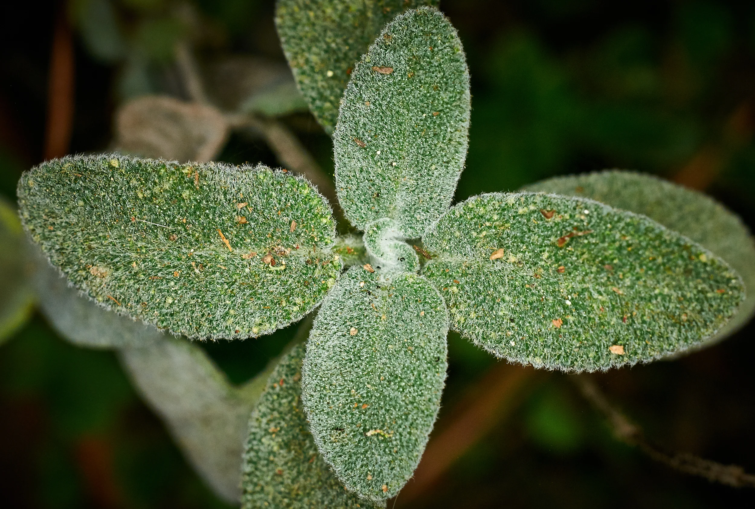 "Sage"