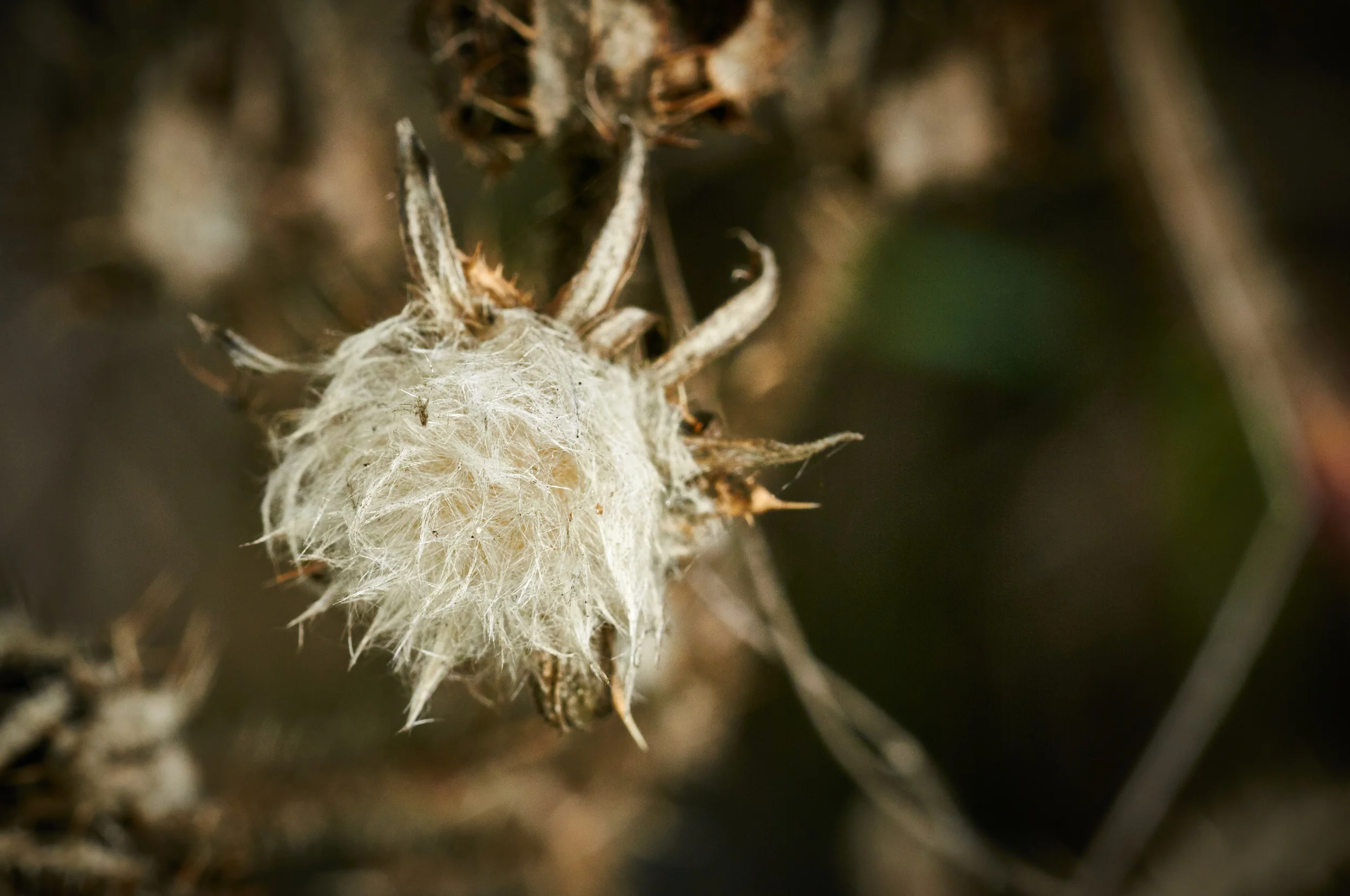 "Dead Nettle"