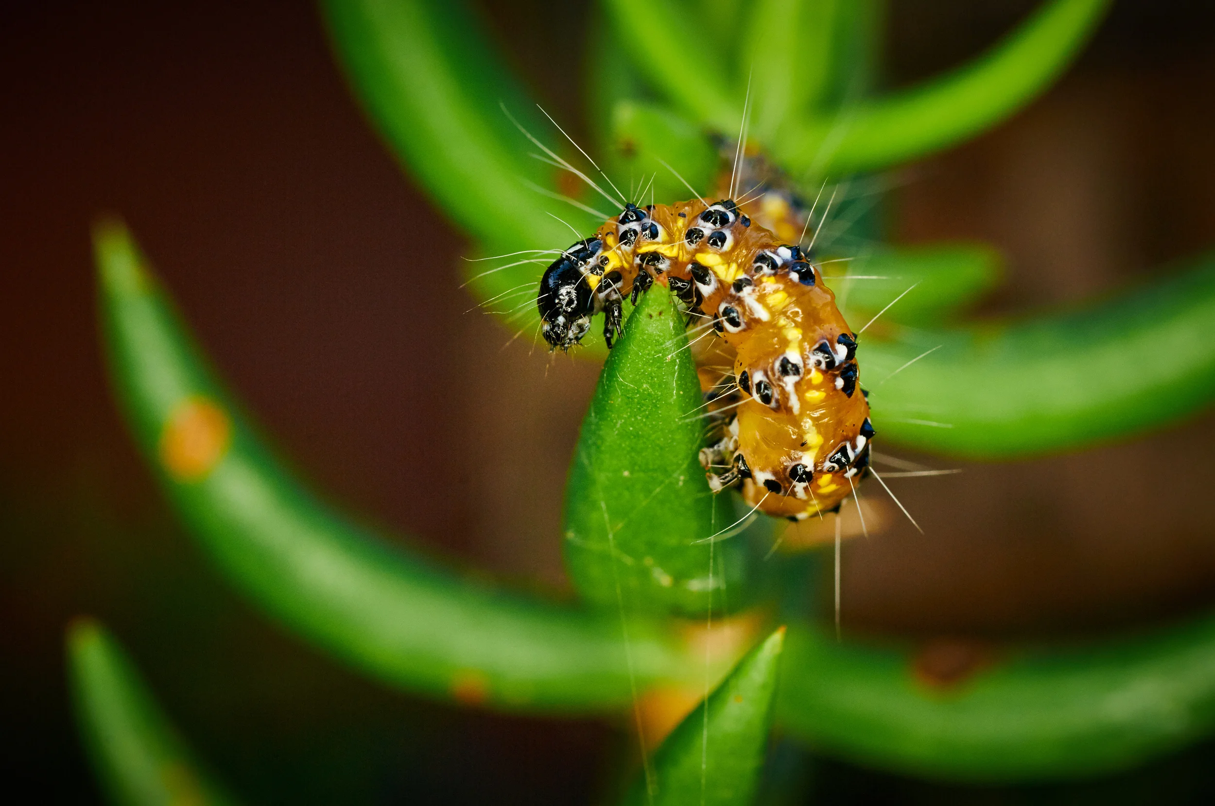 "Caterpillar on Succulent"