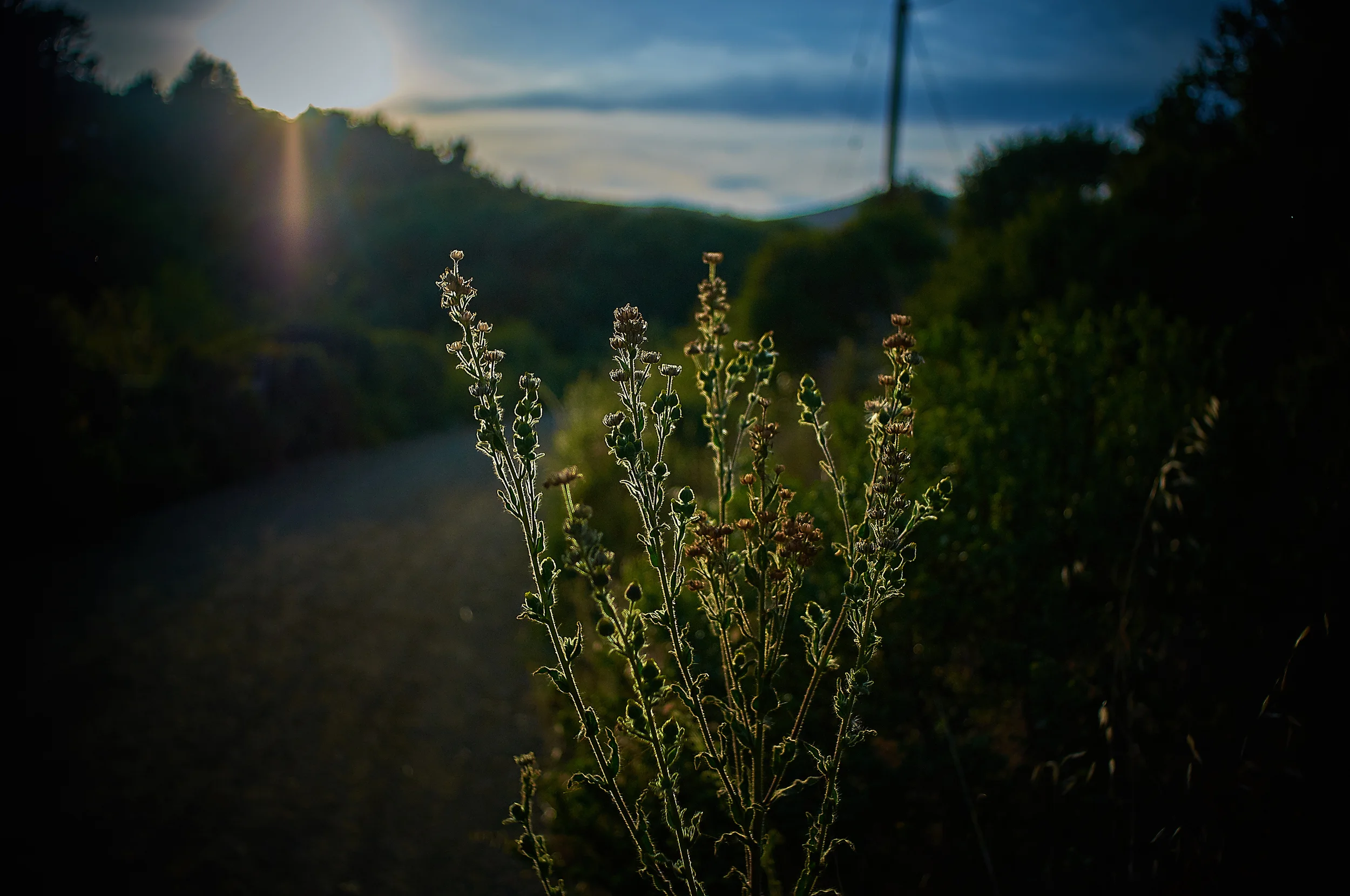 Sunset through nettle Muir Beach California D300 55mm Nikkor 2.8 macro lens
