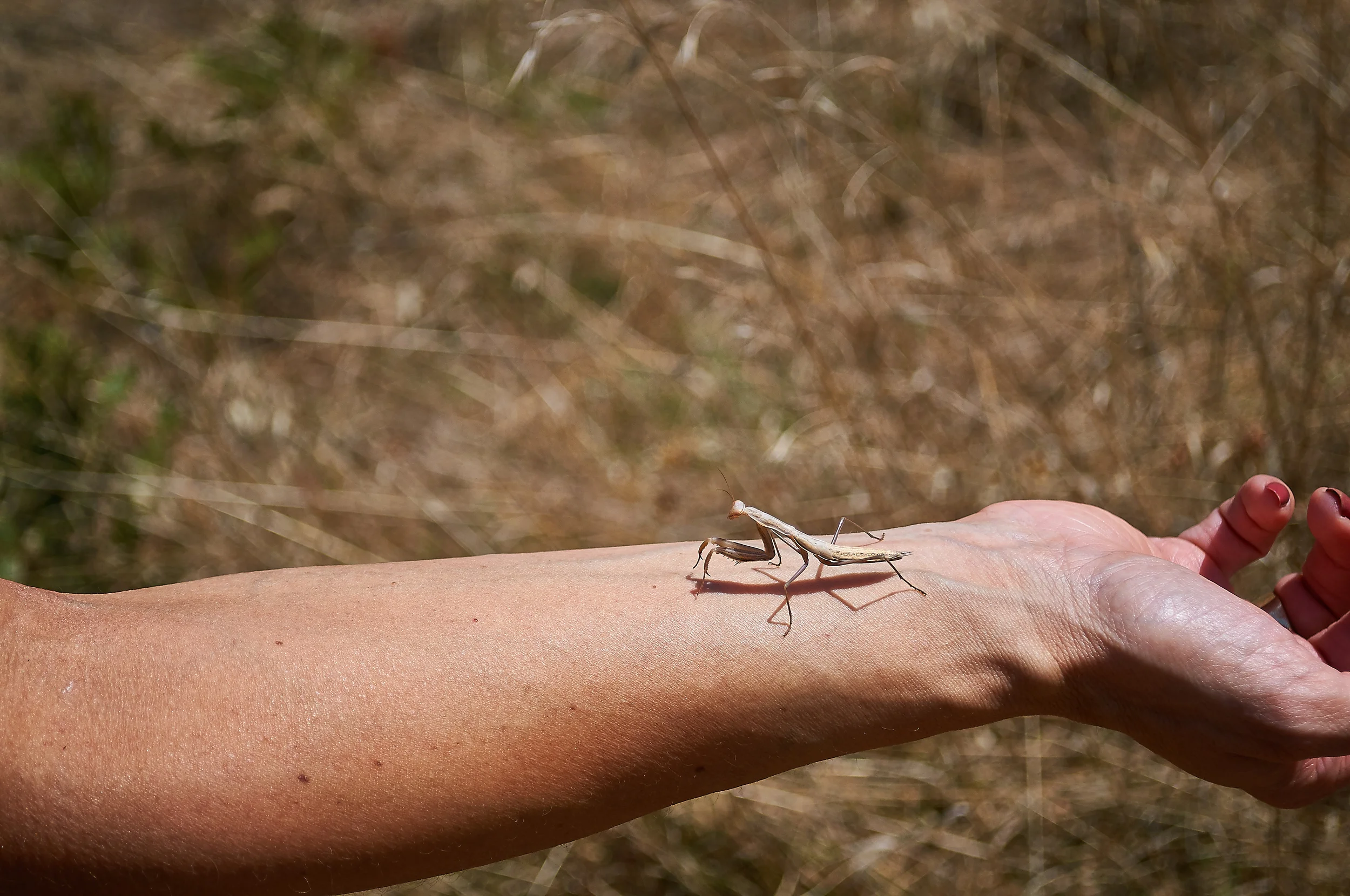 "Prey Mantis"