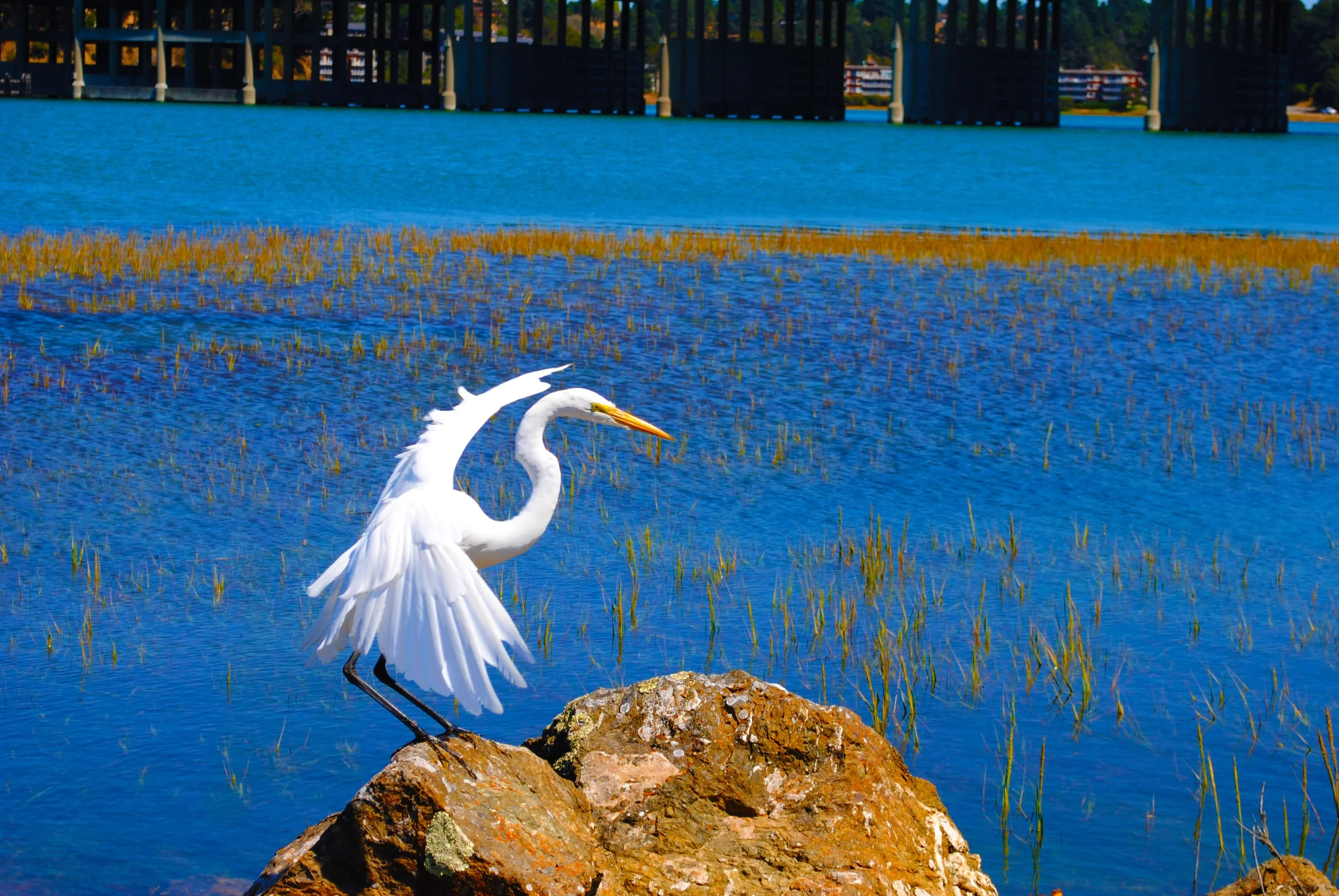 "Heron"