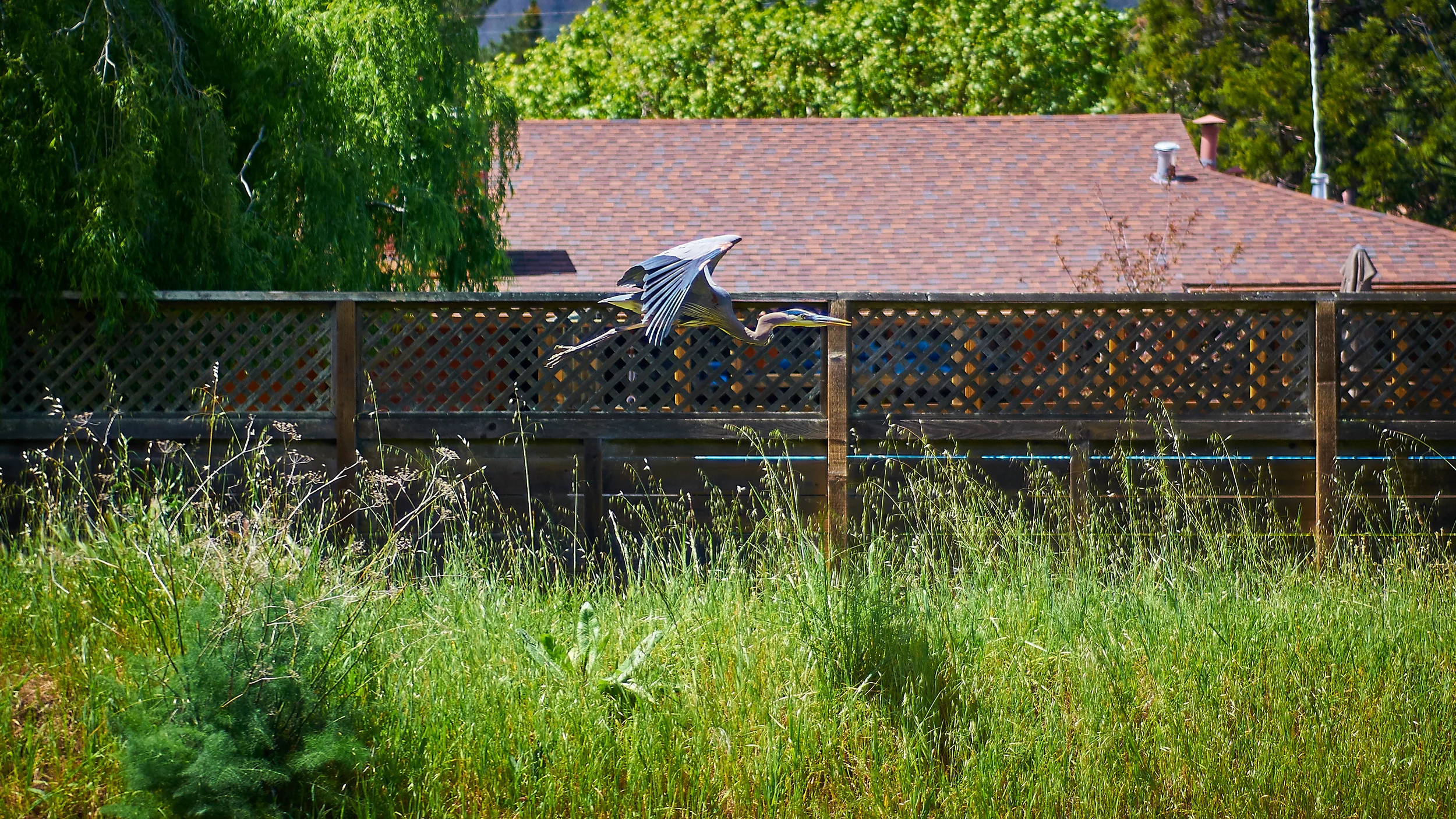 "Blue Heron over Coyote Creek"
