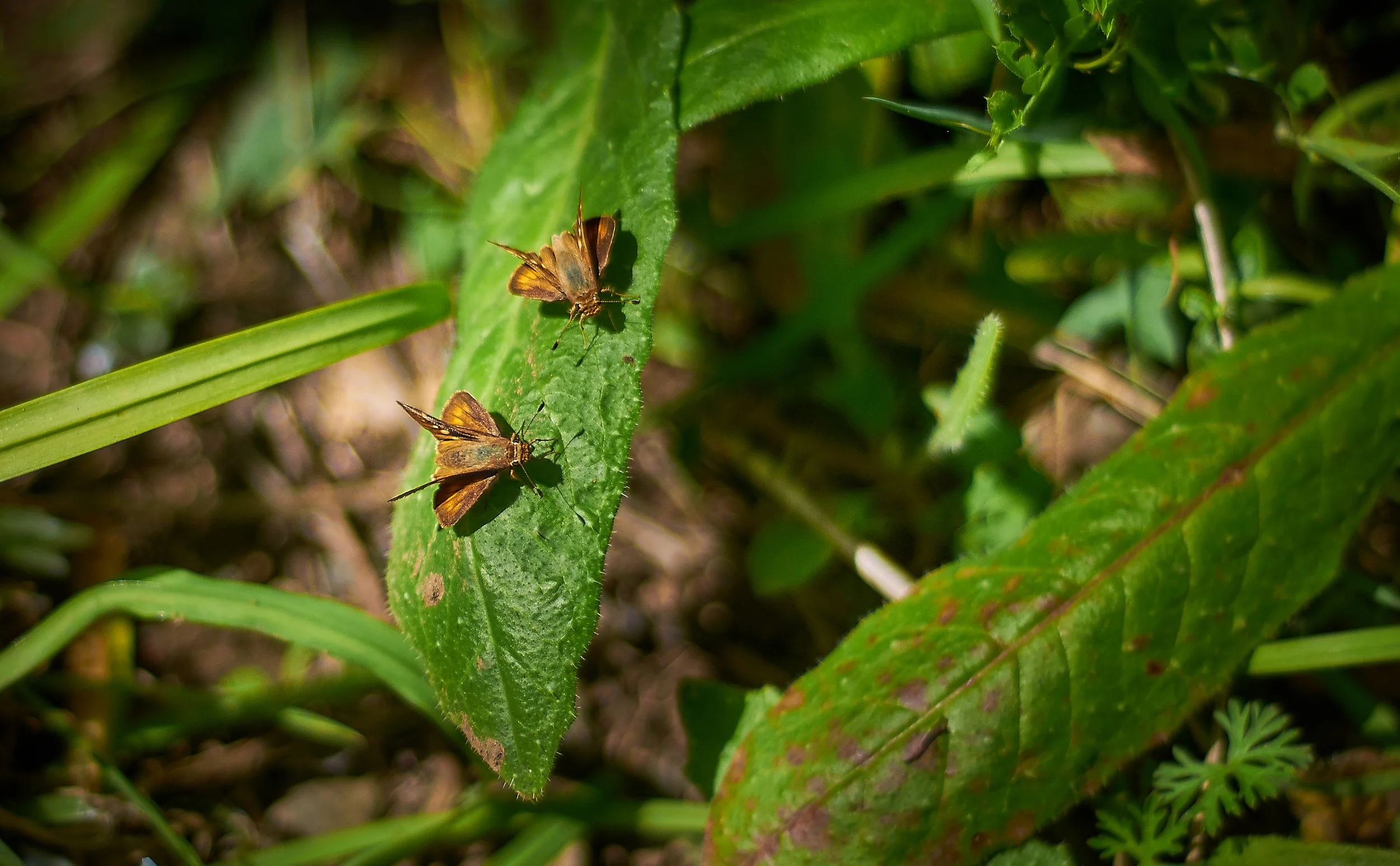 "Moths preparing to Mate"