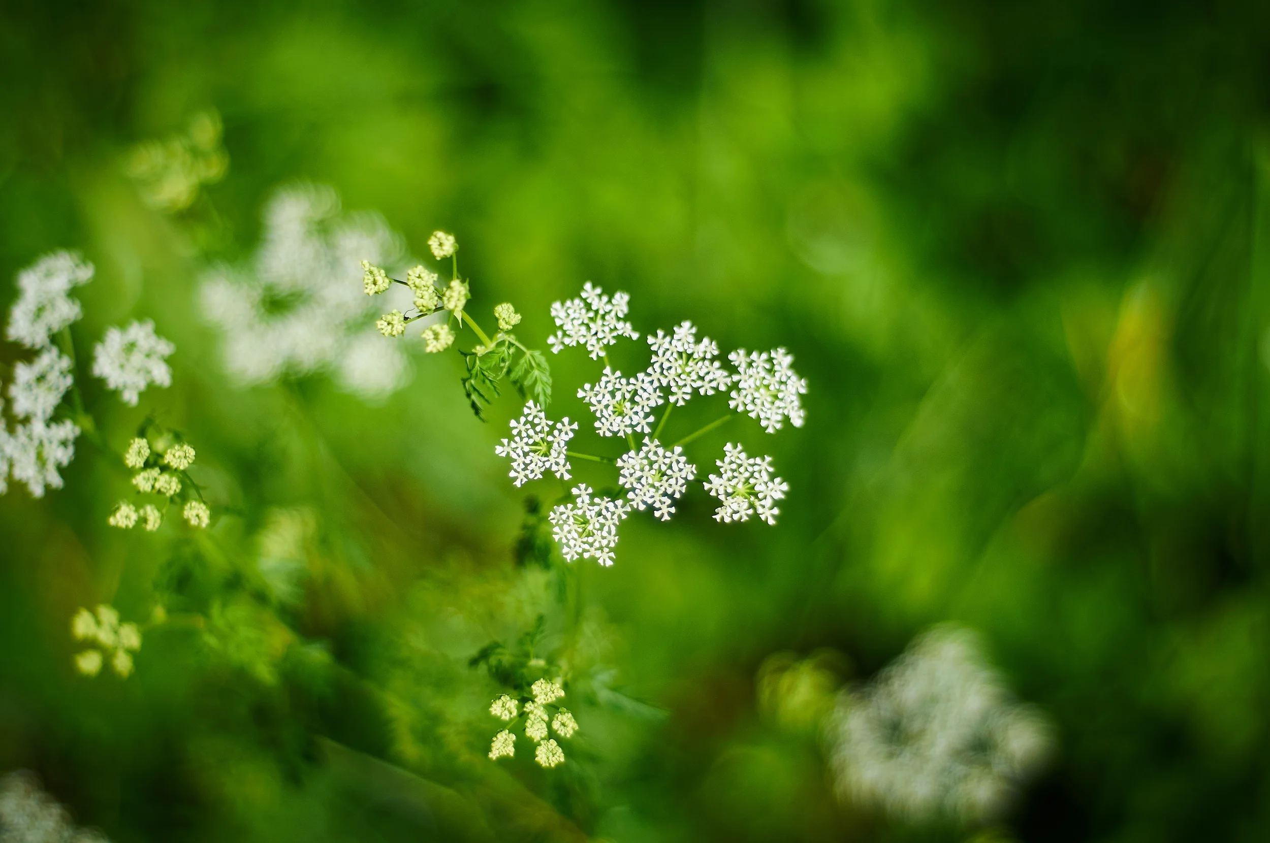 "Cow Parsley"