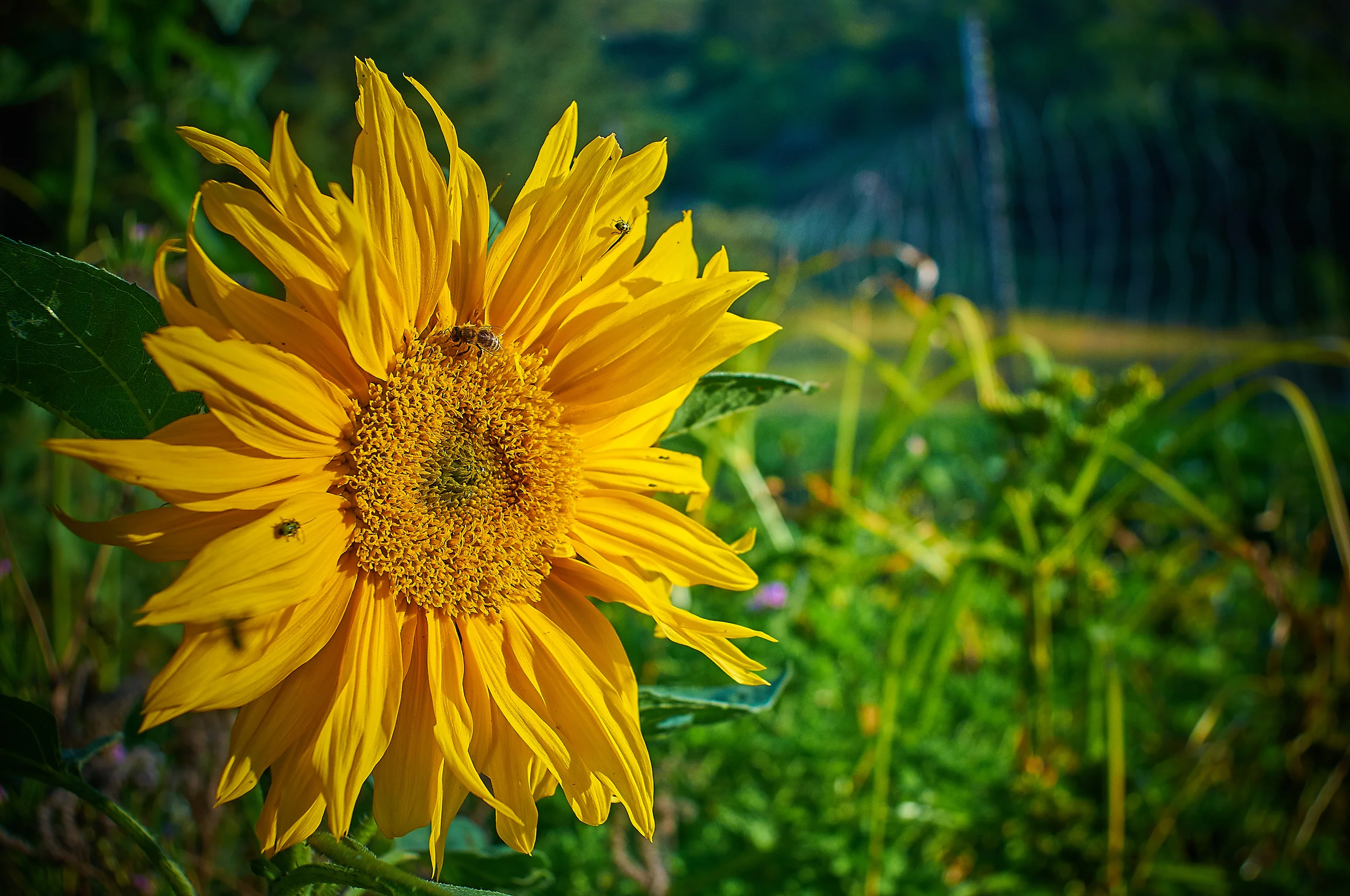 Bees and Cucumber Beetles (an invasive pest) enjoying a sunflower. Green Gulch Farm Muir Beach, California D300 28mm Nikon lens