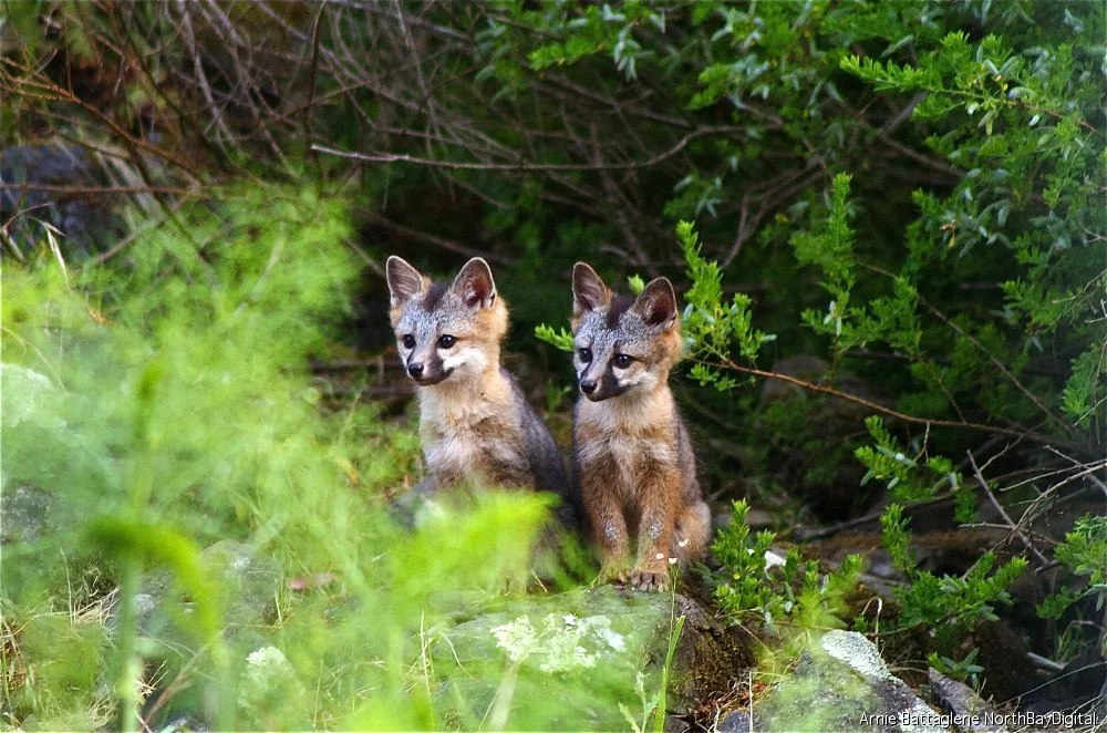"Grey Fox Cubs"