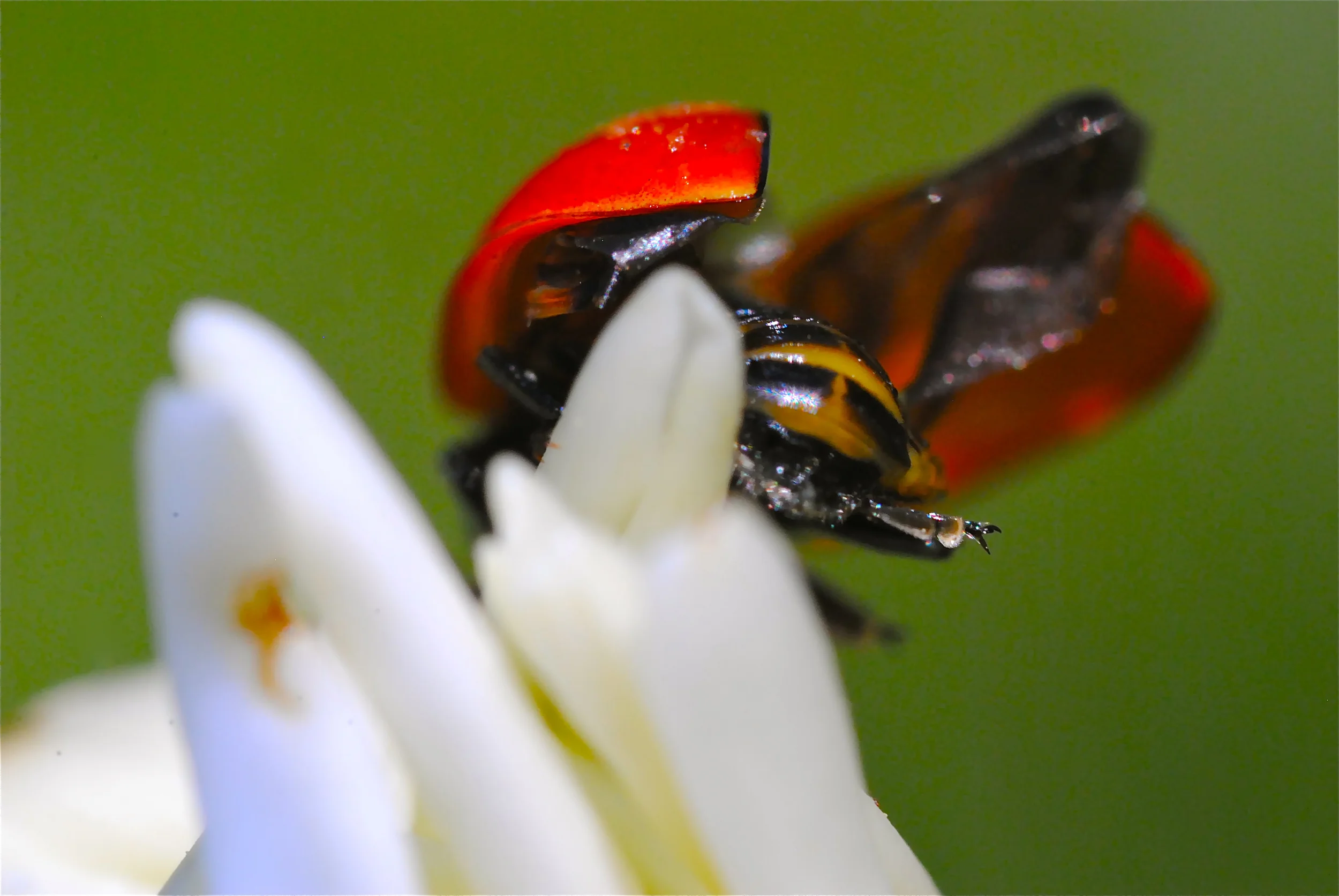 "Ladybug"