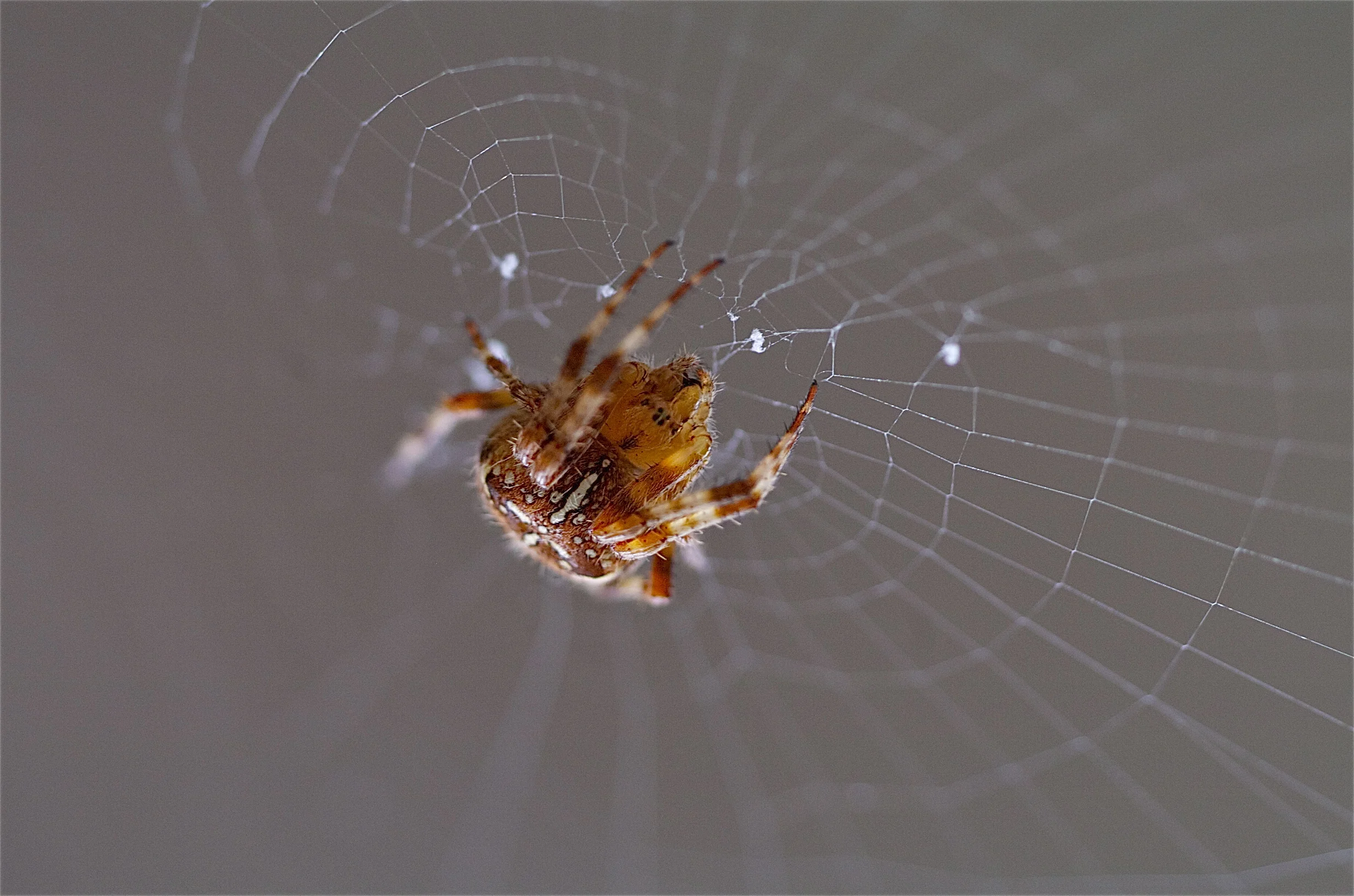 "Orb Weaver"