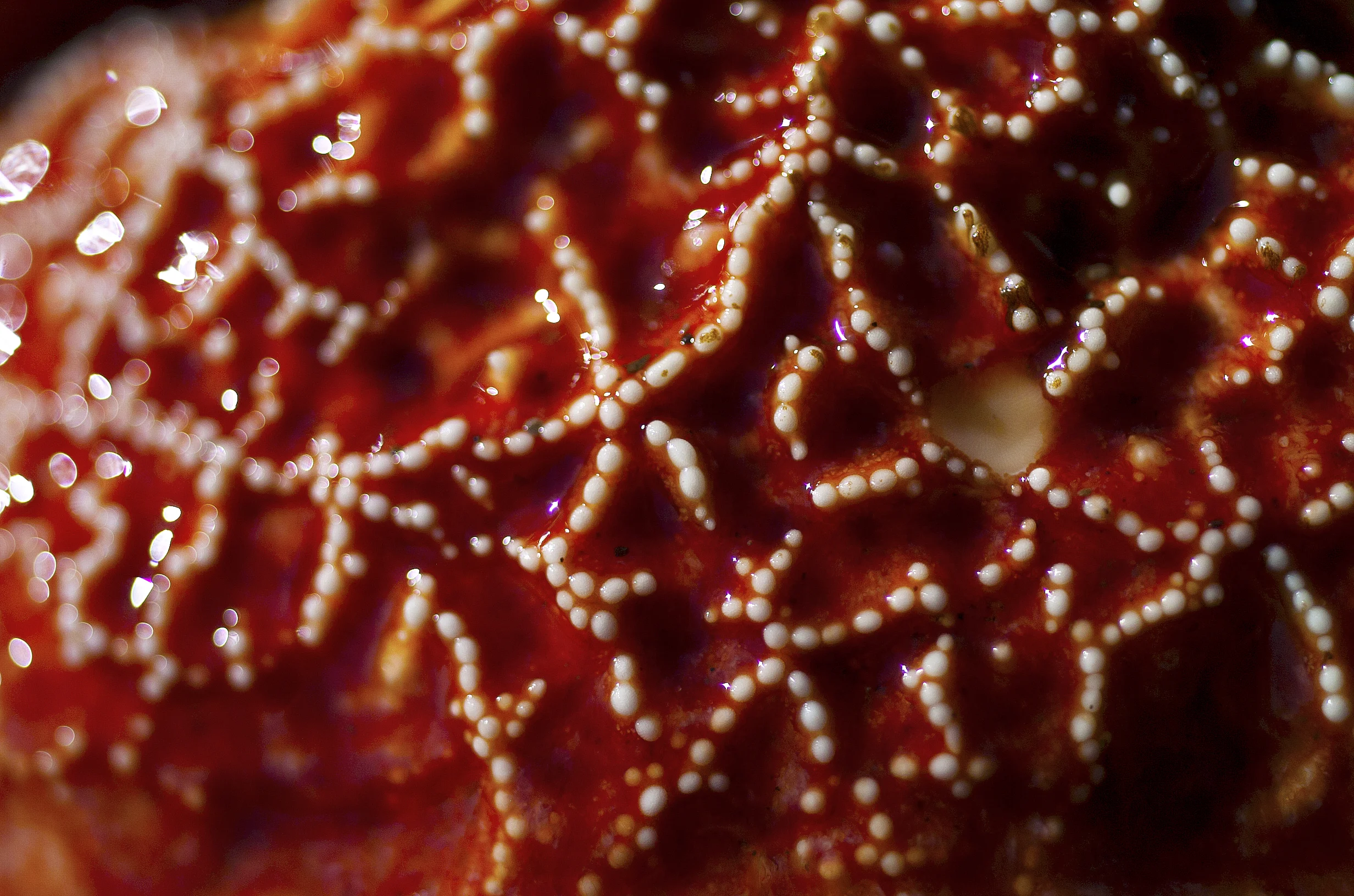 "Starfish"