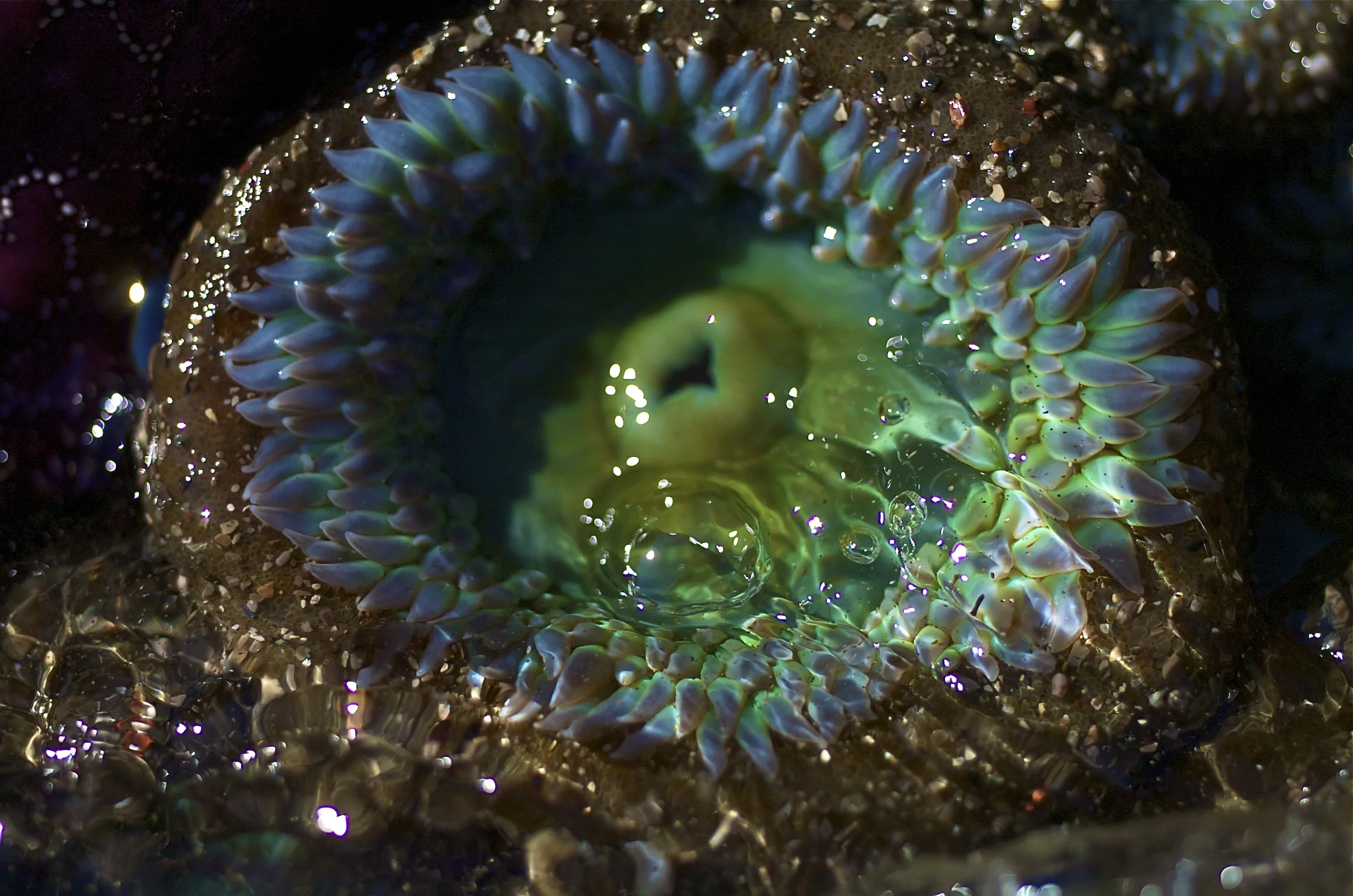 "Sea Anemone"