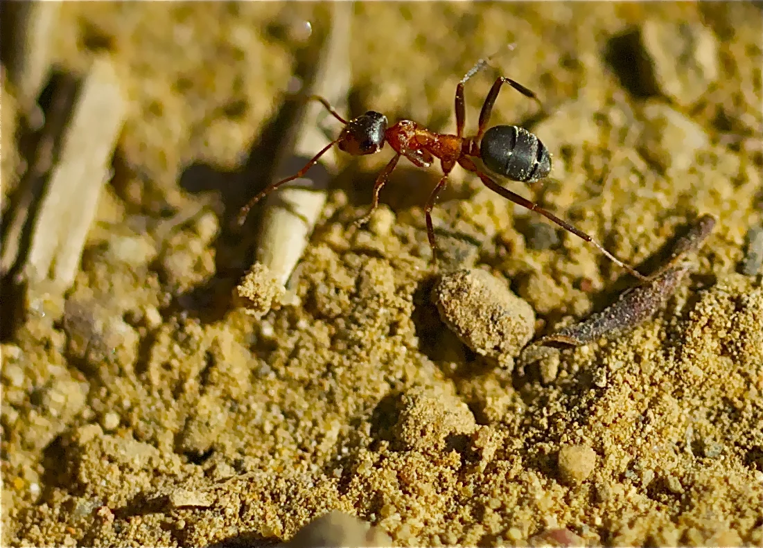 "Dusty Ant"