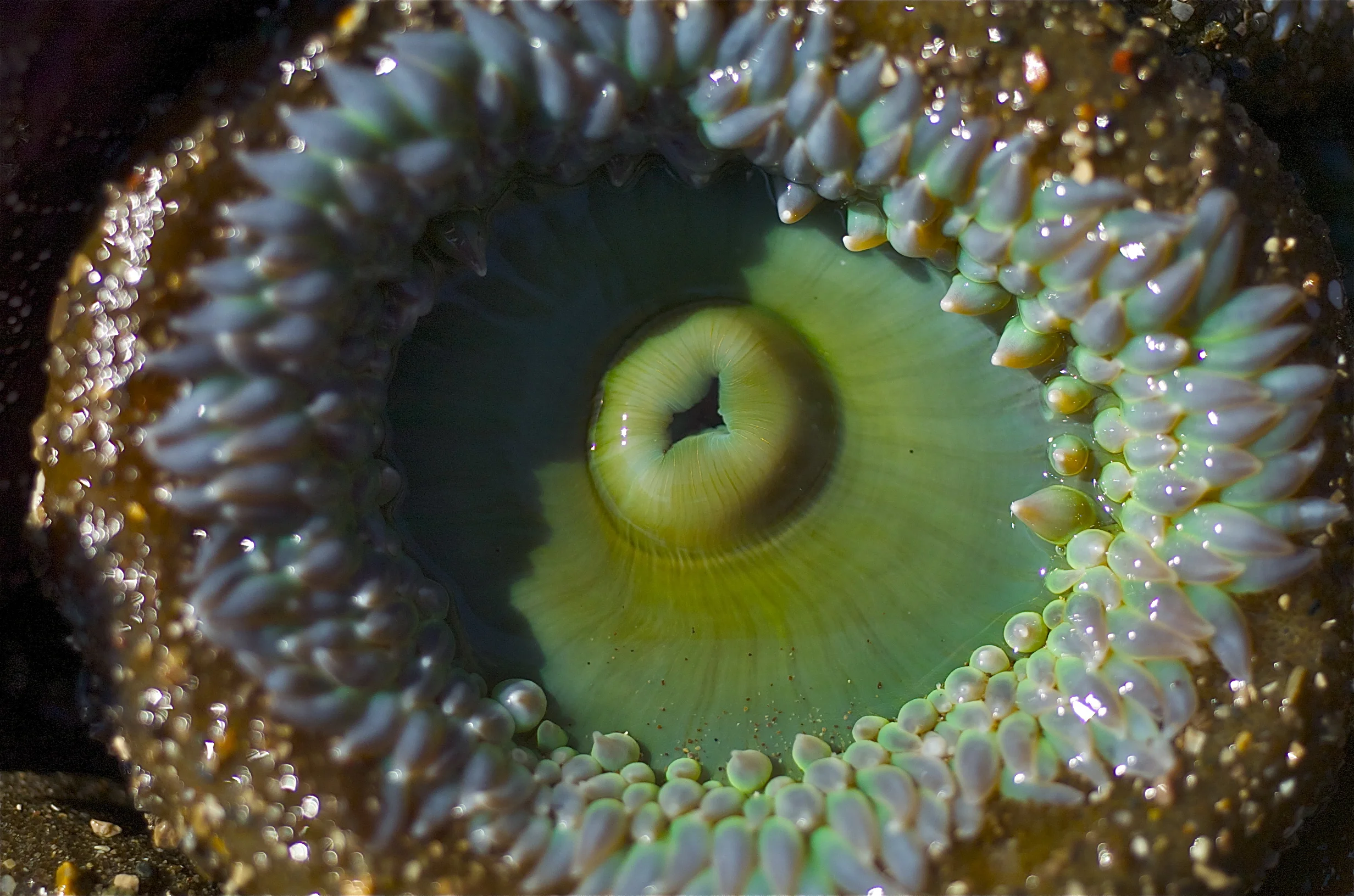 "Sea Anemone"