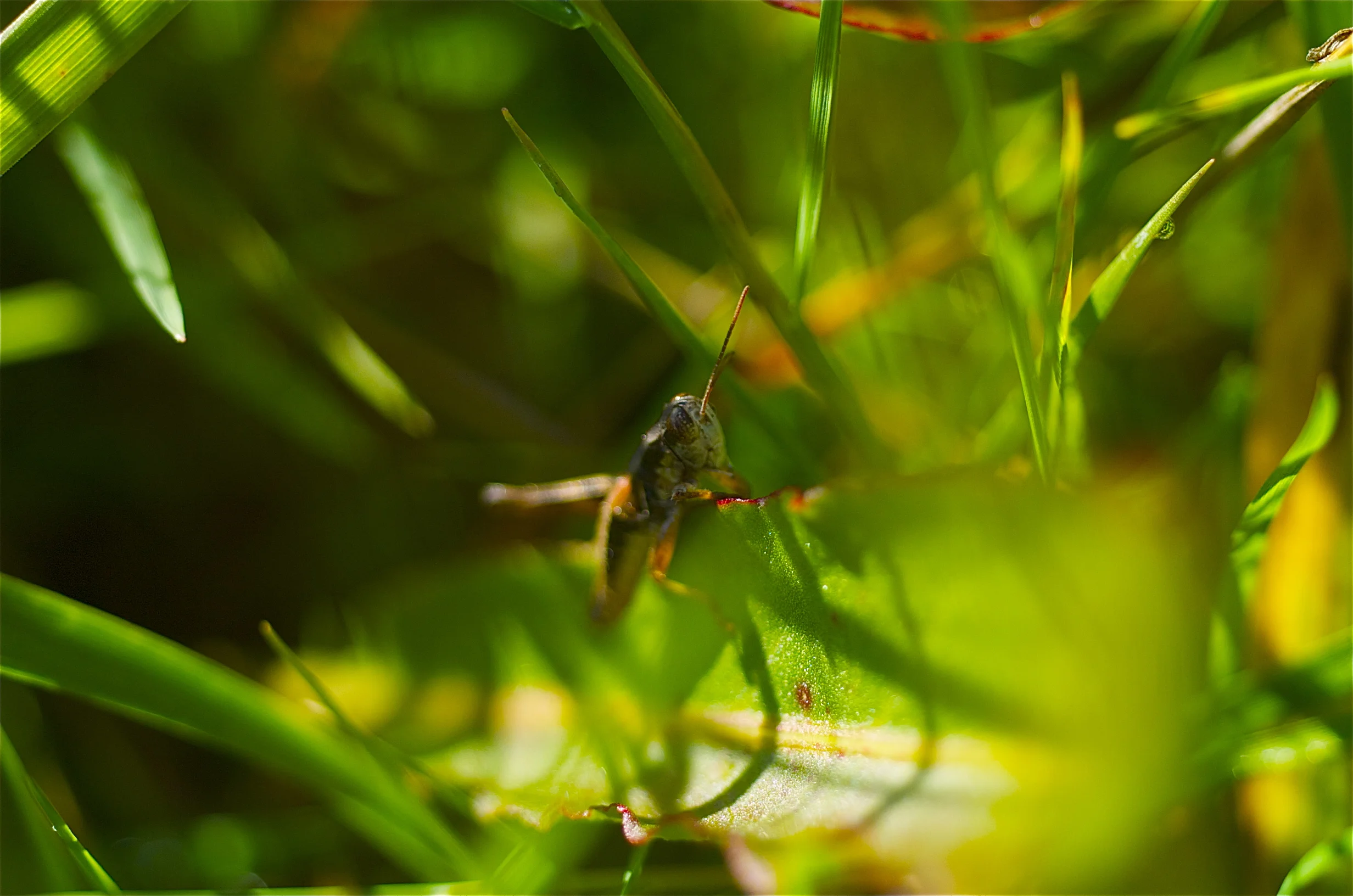 "Grasshopper"