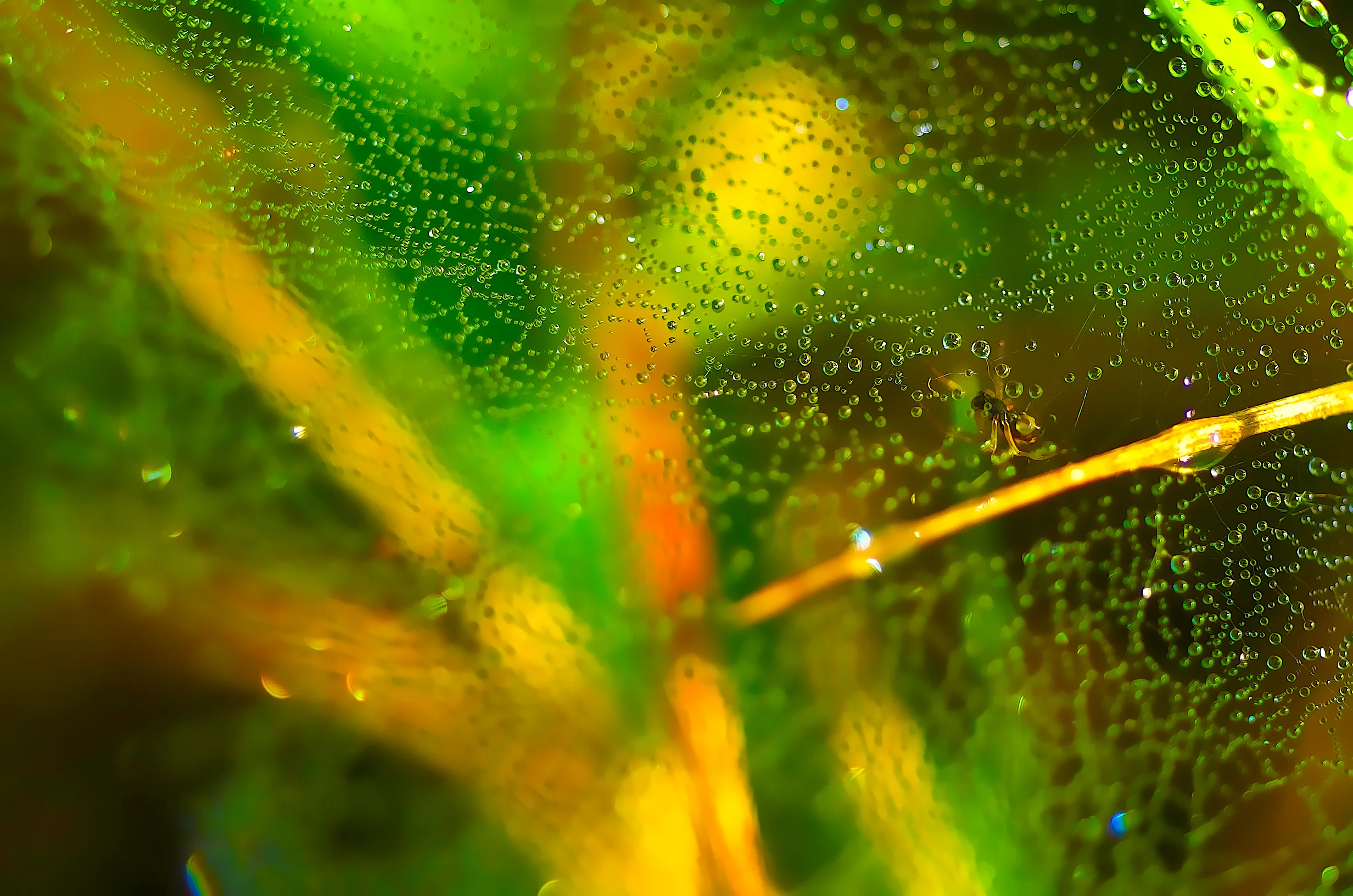 'Grass Spider in Dew Covered Web"