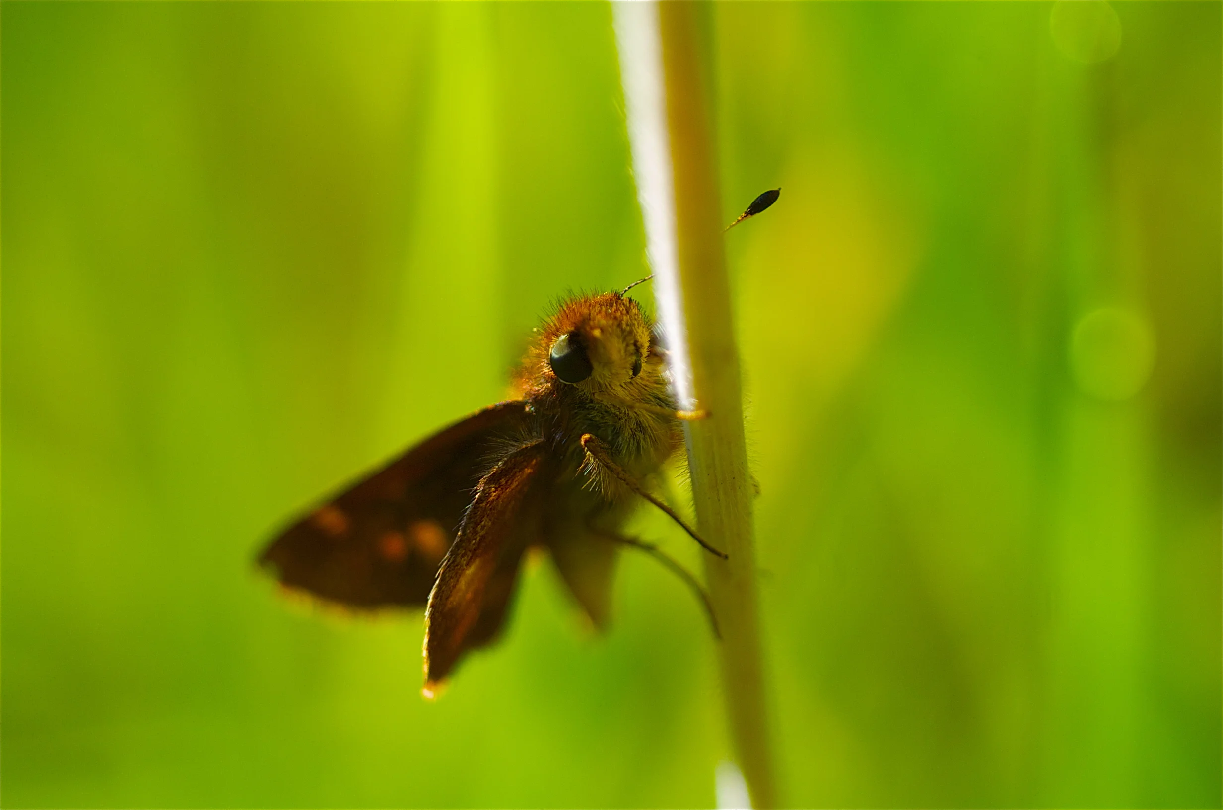 "Skipper Moth"