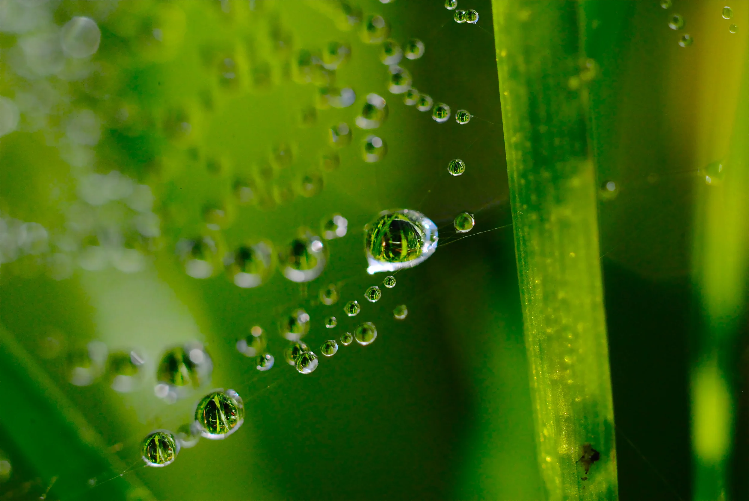I love this image which is taken from a different angle from the last one. It shows the droplets with a much more magnified view Tamalpais Valley California D3000 55mm Nikkor 2.8 macro lens 