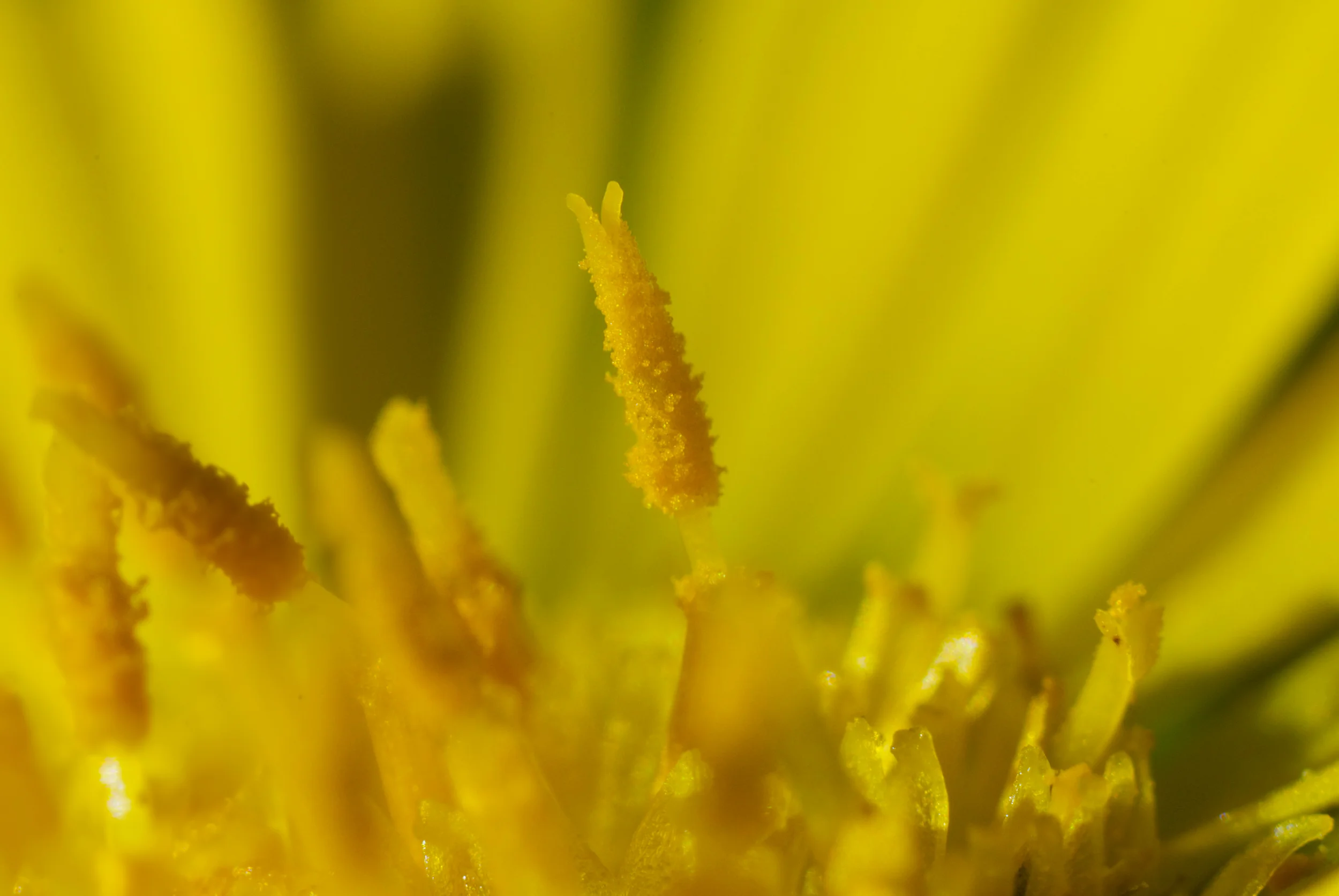 "Pollen"