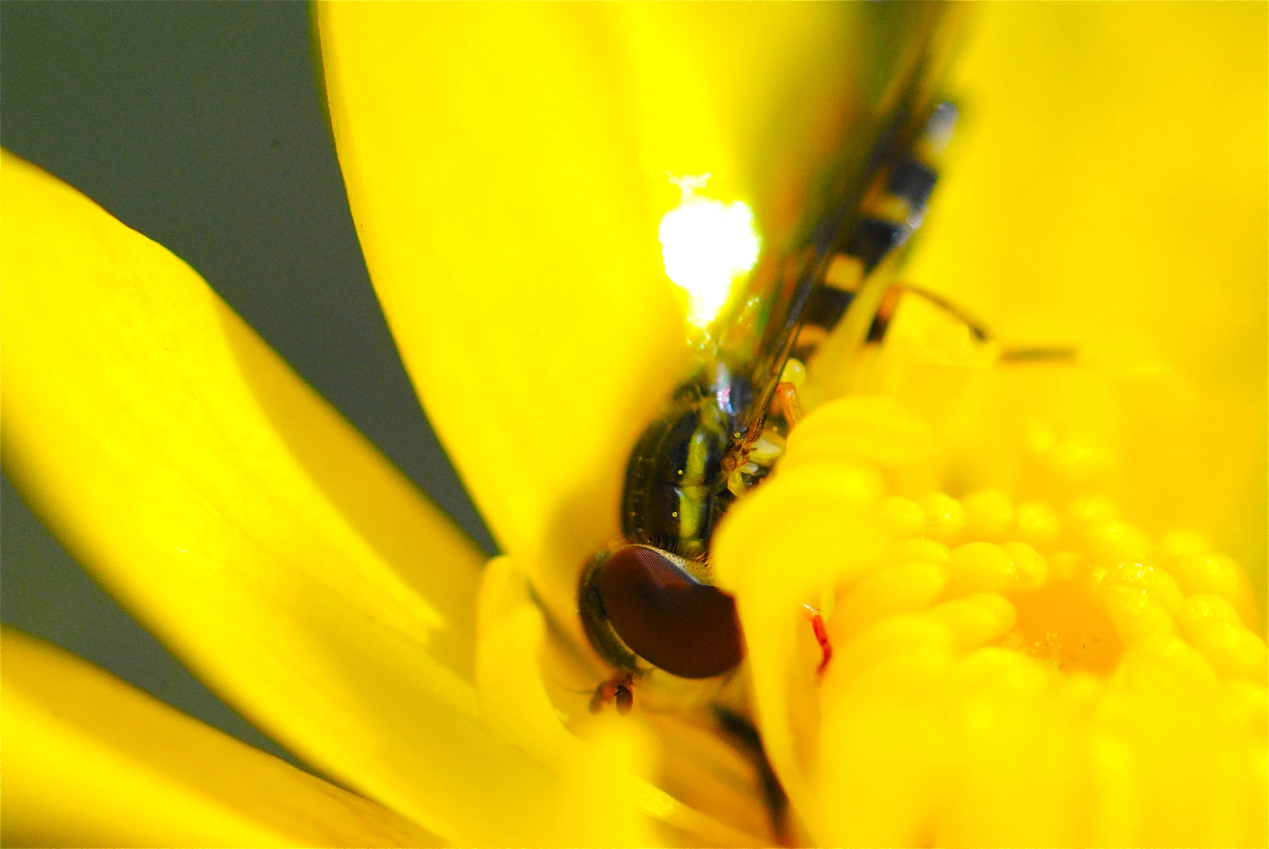 "Hoverfly"